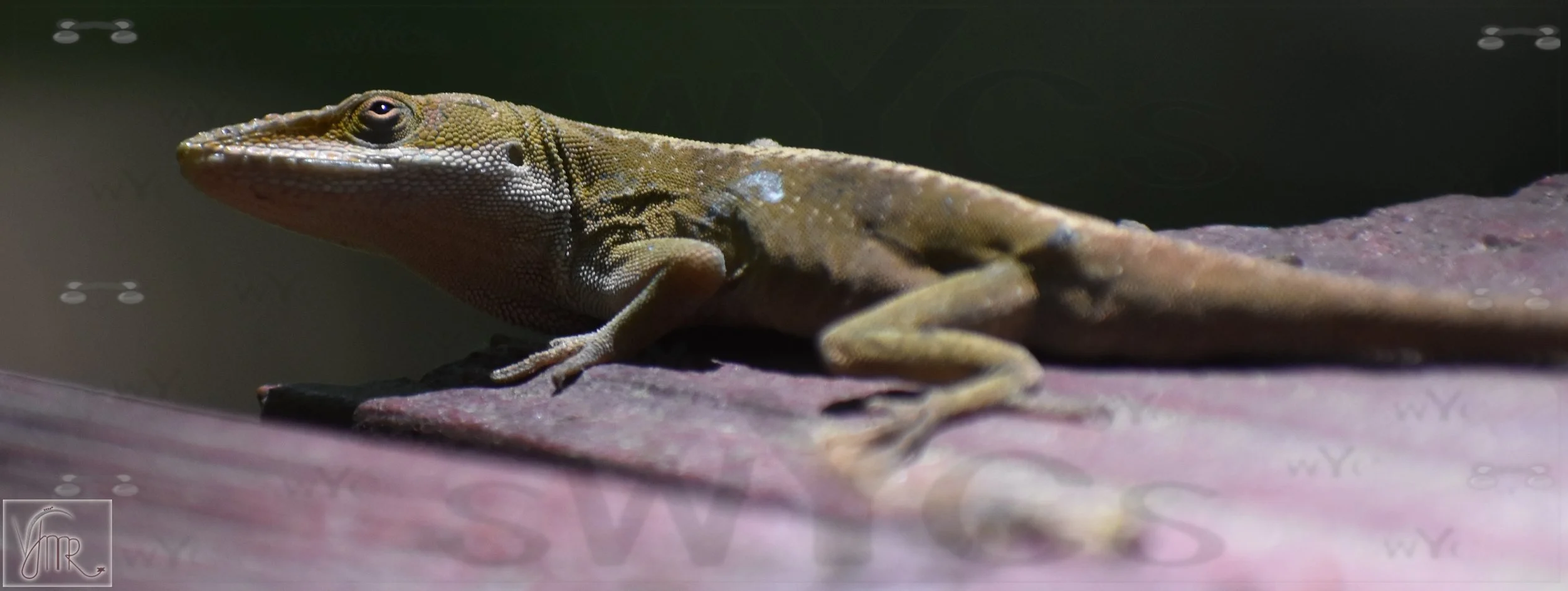 Lizard 5