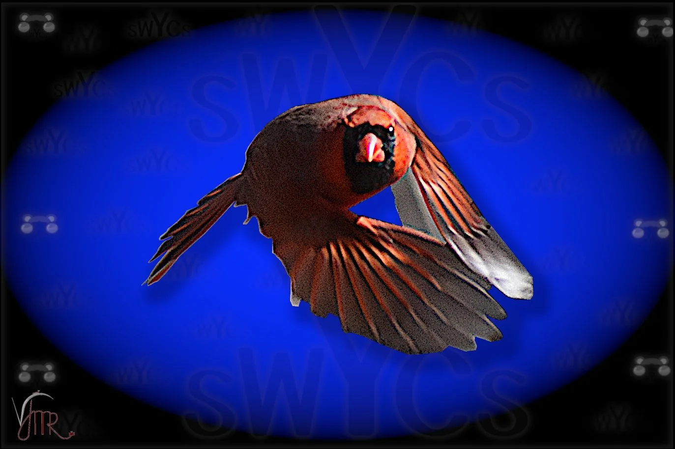 cardinal flying 12 with watermark.jpg
