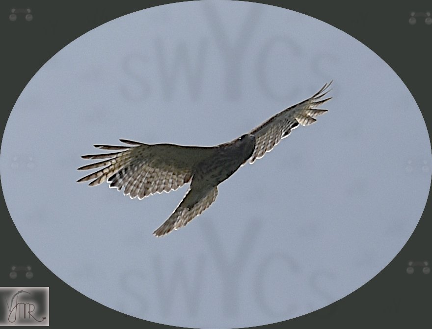 Hawk 1 with watermark.JPG