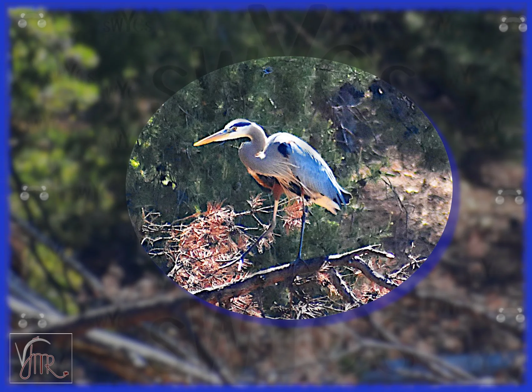 Blue Heron 13 with watermark.jpg