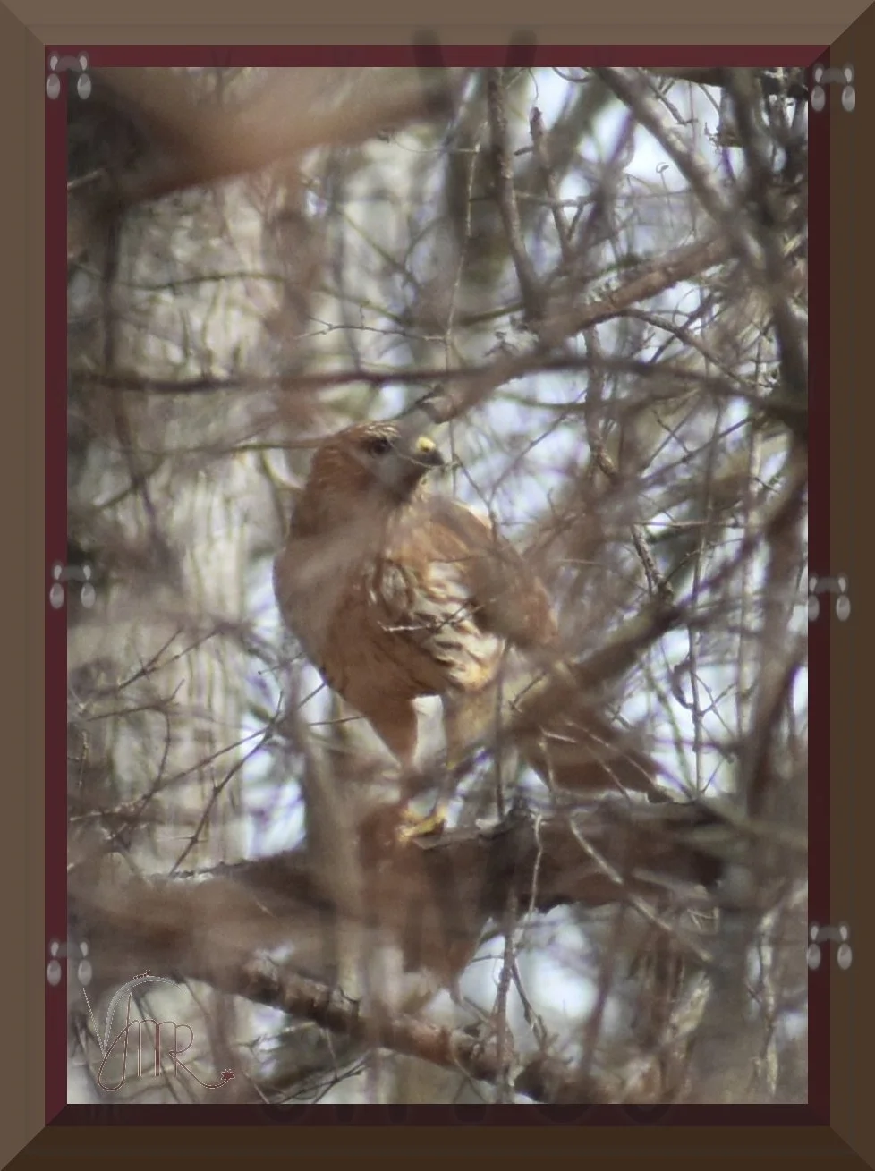 hawk 53 with watermark.jpg