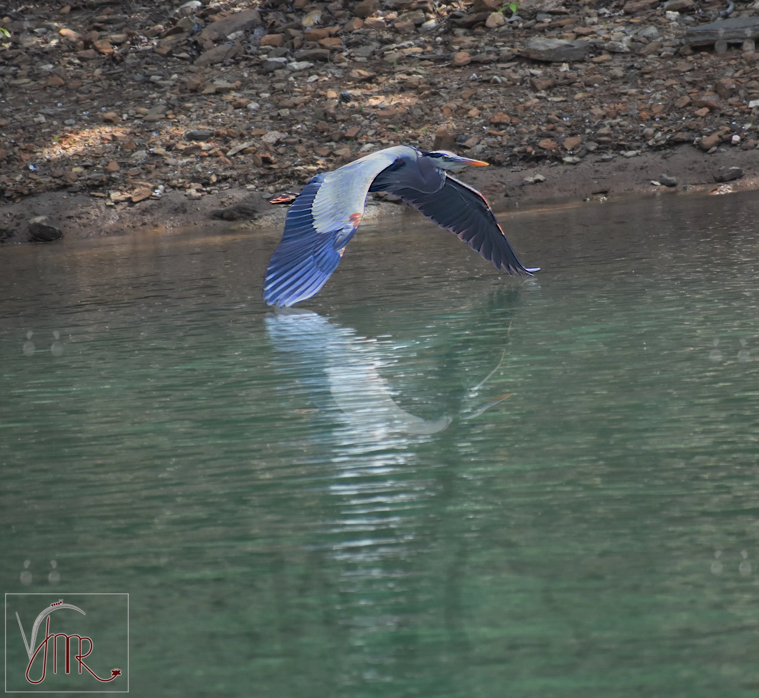 Blue Heron 6
