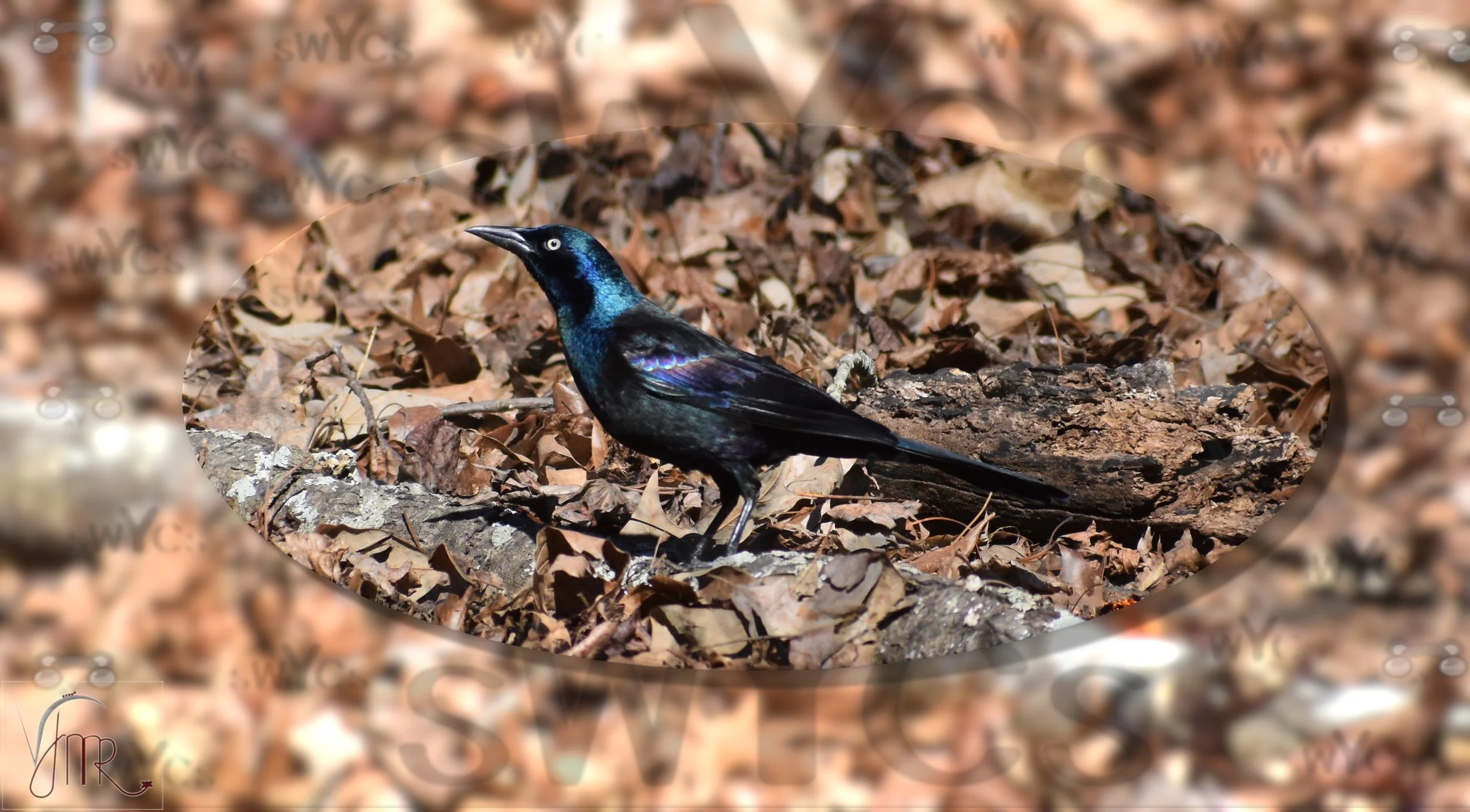 Common Grackle 2 with watermark.jpg