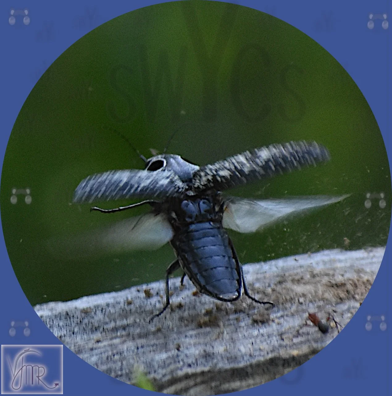 Click Bug 2