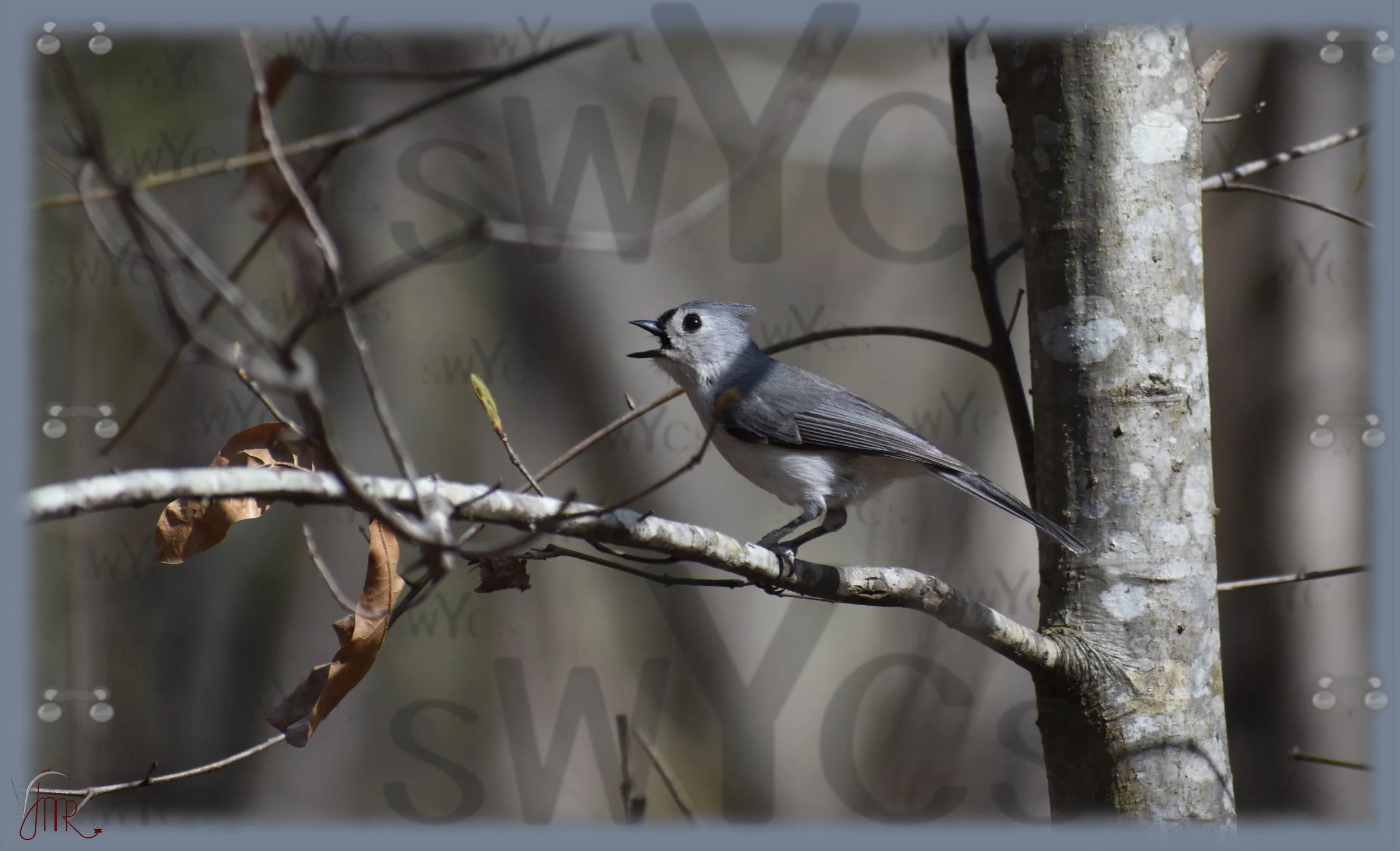 Tufted Titmouse 2