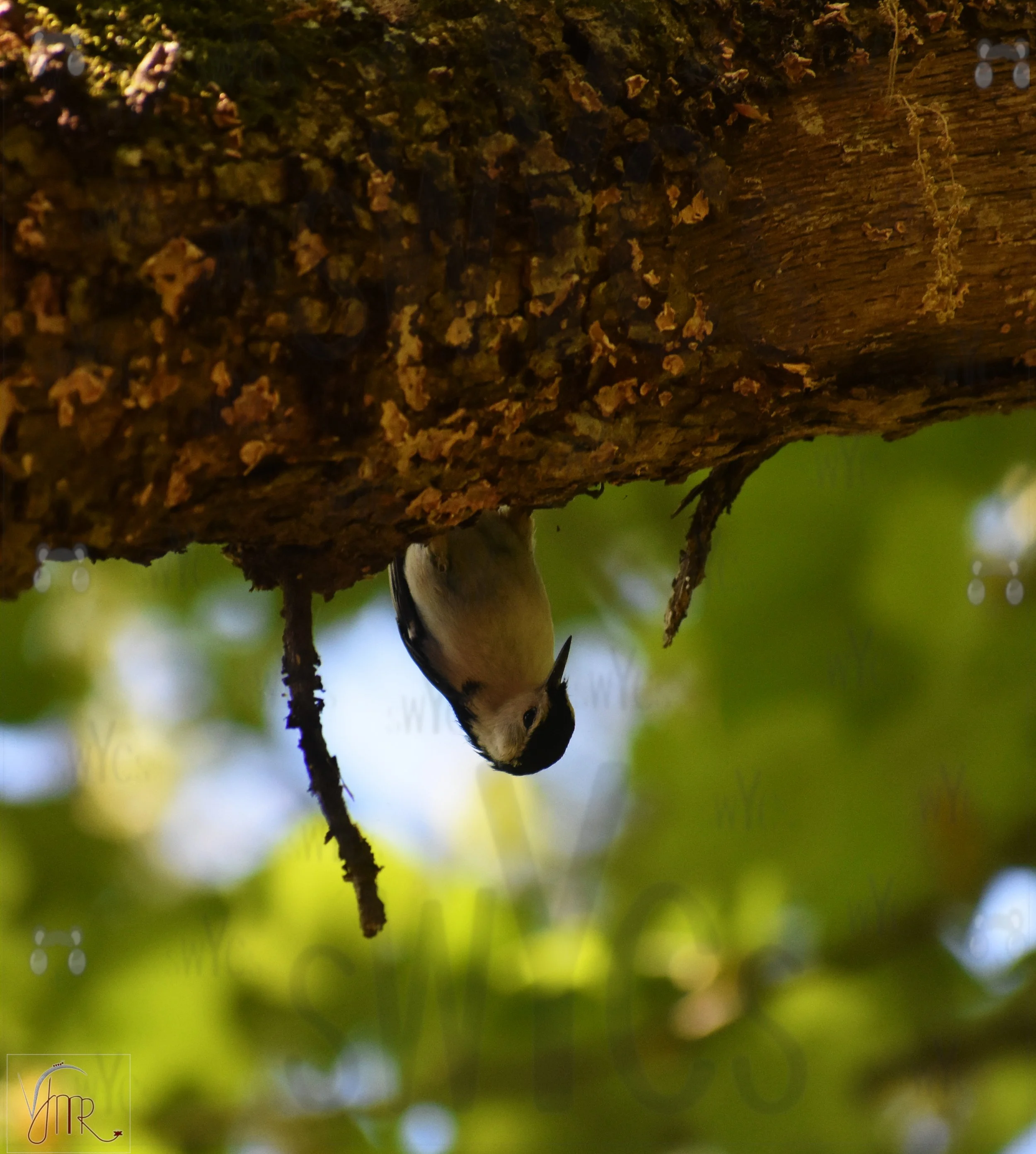 Nuthatch 2 with watermark.JPG