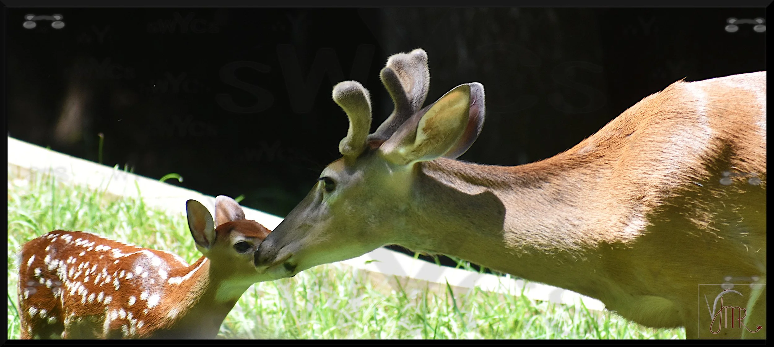 Whitetail Deer 48