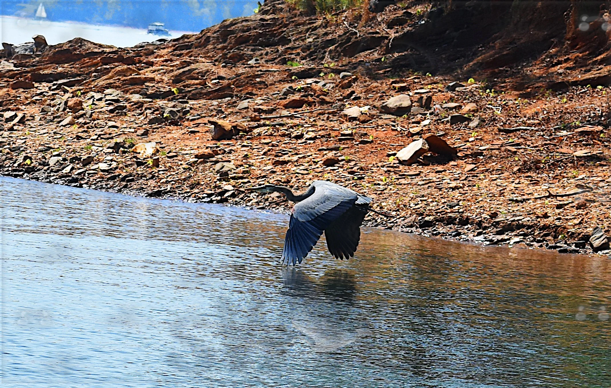 Blue Heron 9 with watermark.jpg