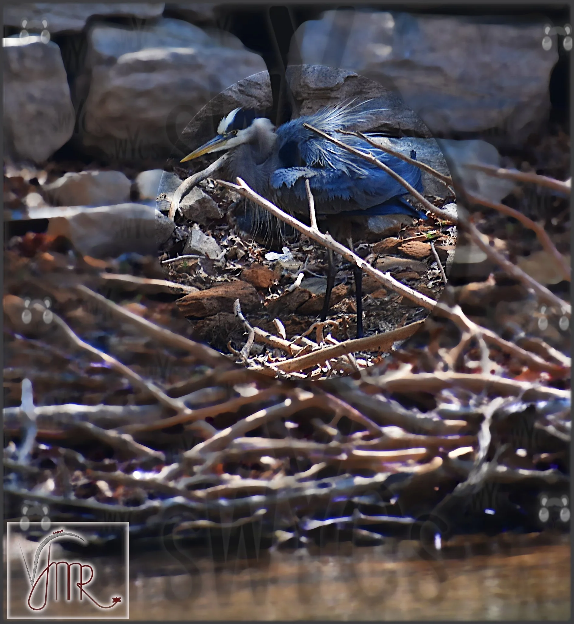 Blue Heron 1