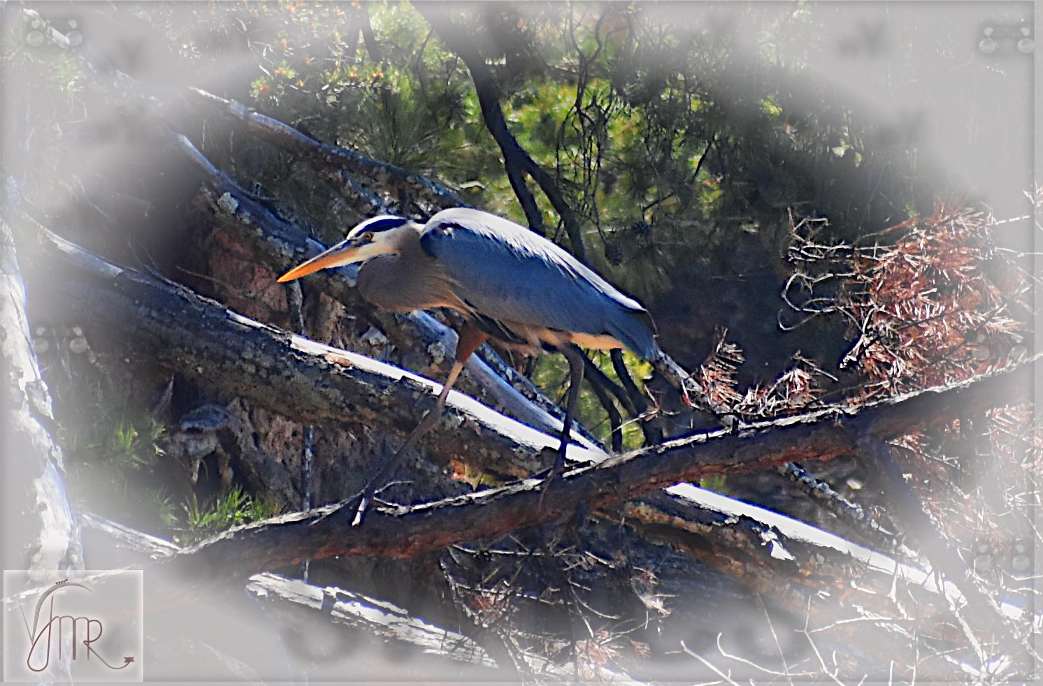 Blue Heron 14