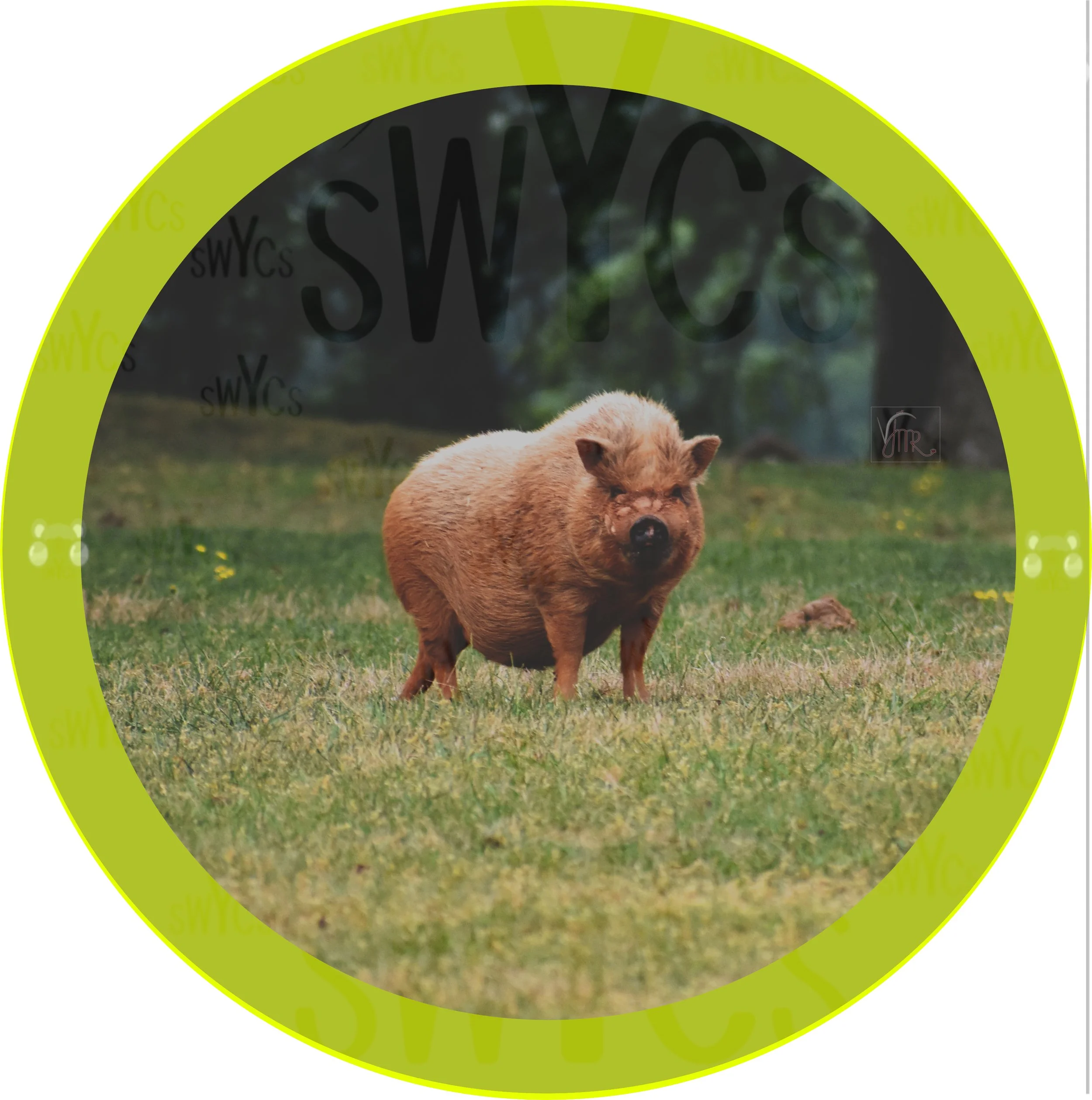Piggy 1 with watermark.JPG