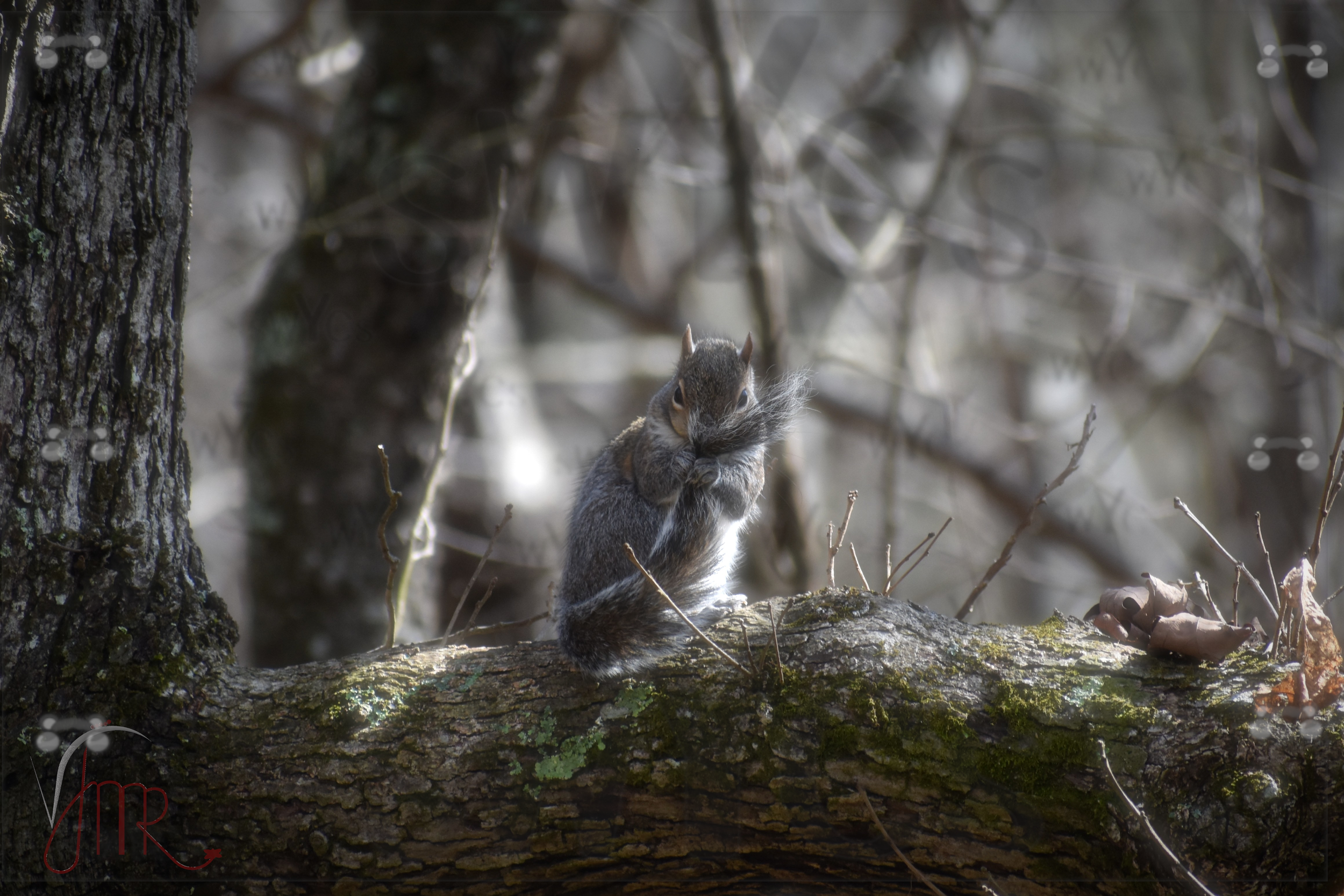 Squirrel 1