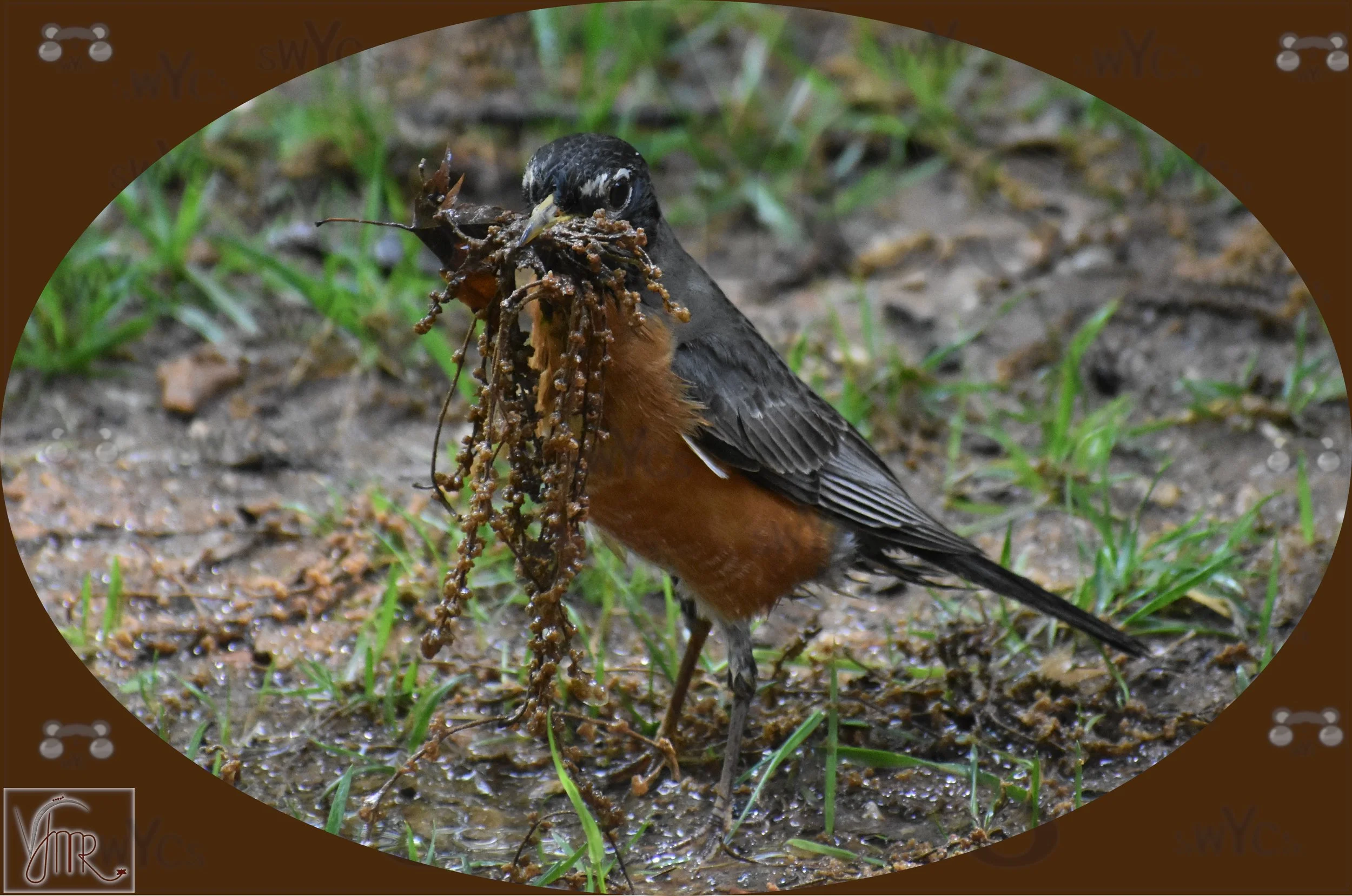 Robin 3 with watermark.JPG