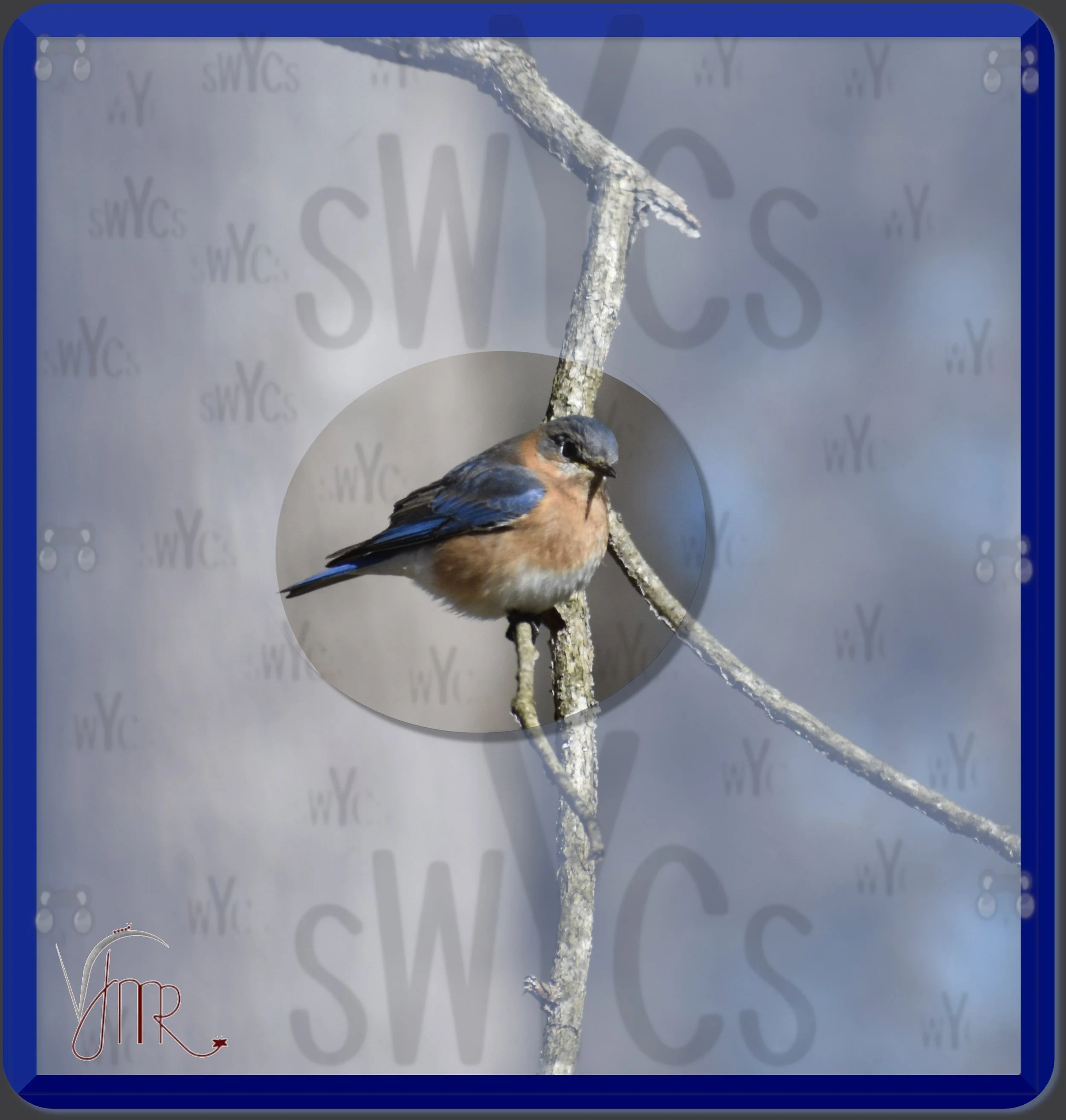 Eastern Bluebird 8