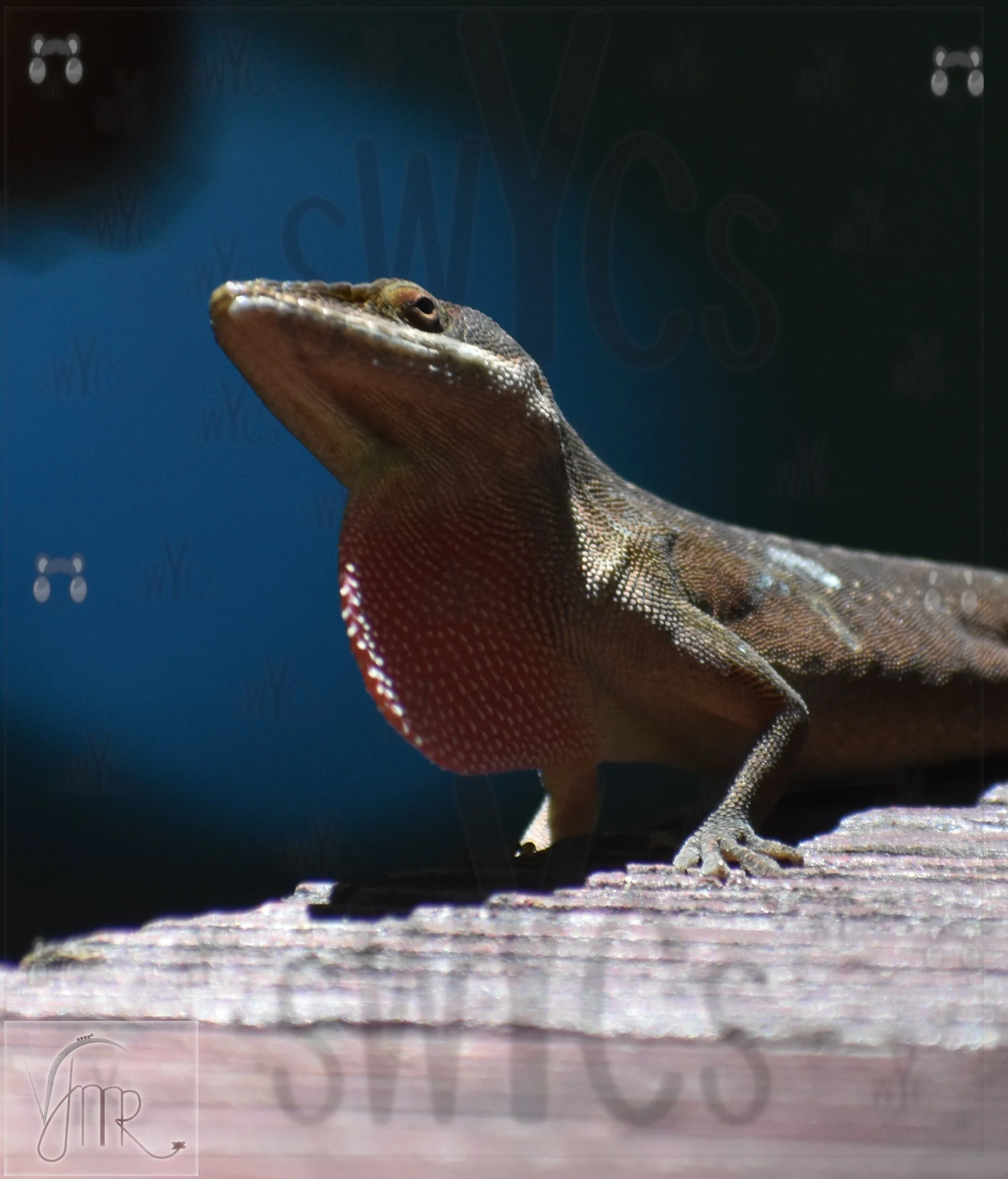 Lizard 3 with watermark.JPG