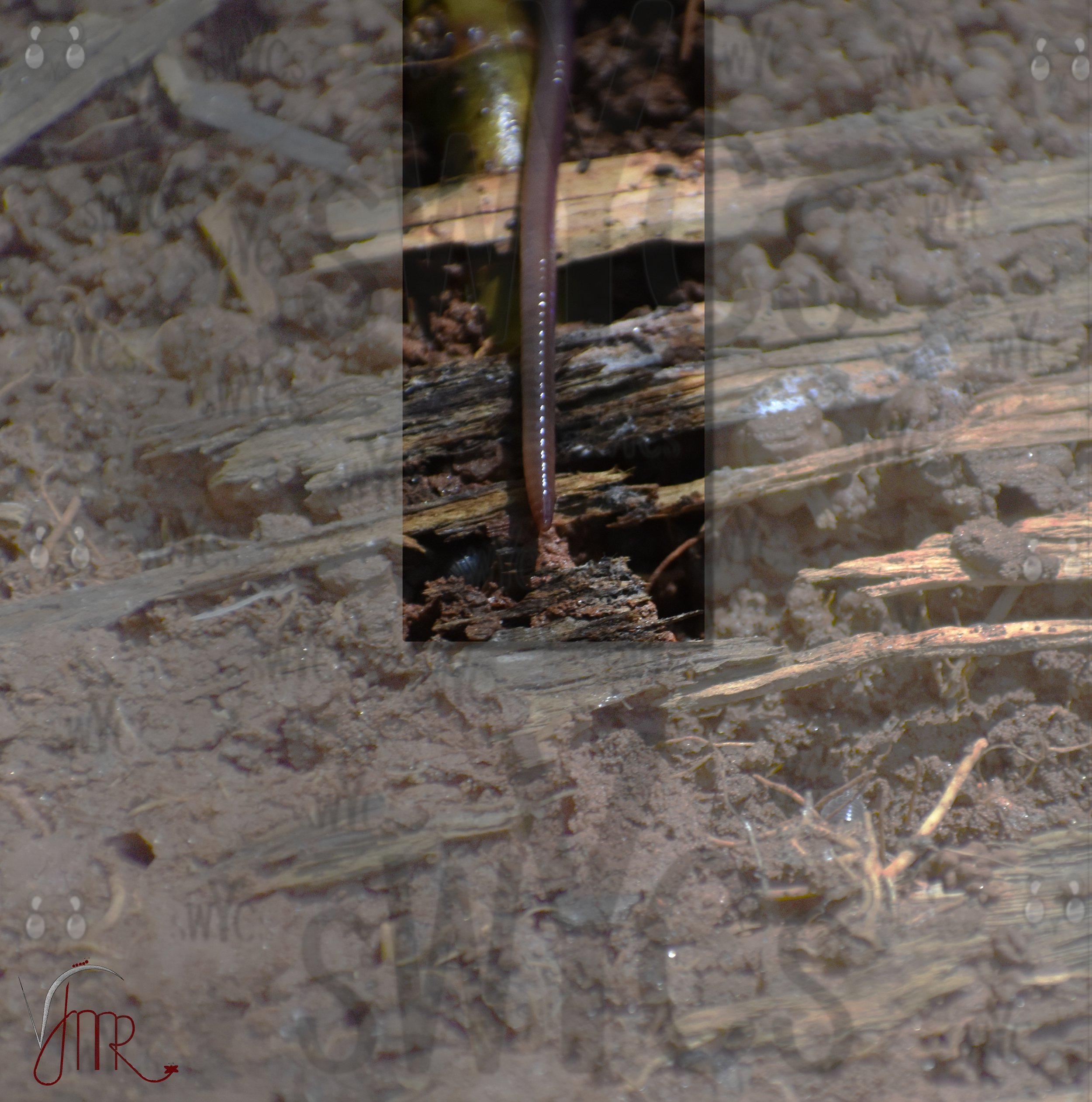 Earth Worm 1