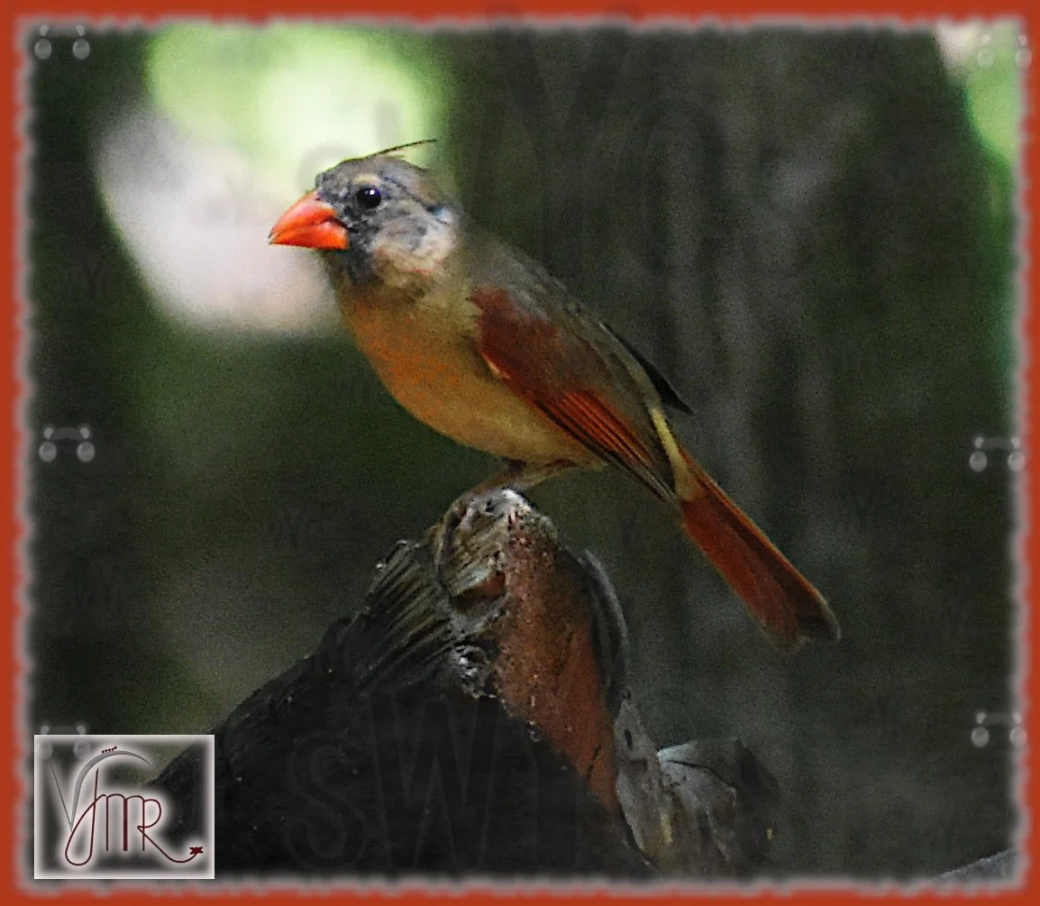 Red Cardinal 1 with watermark.JPG