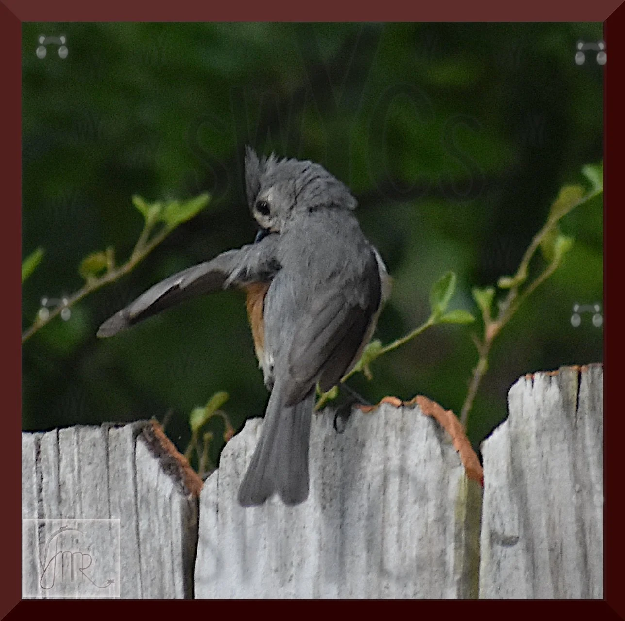 Tufted Titemouse 3 with watermark.JPG
