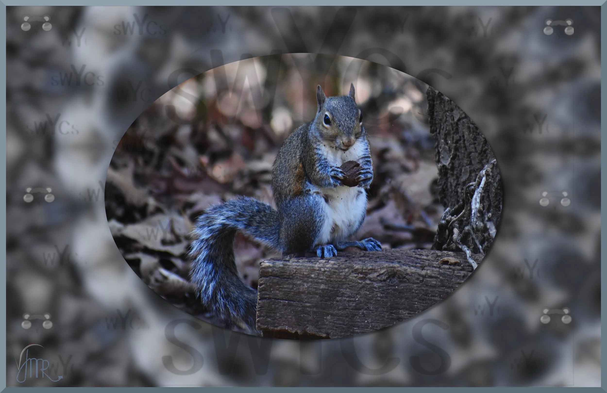 Squirrel 2 watermarks.JPG