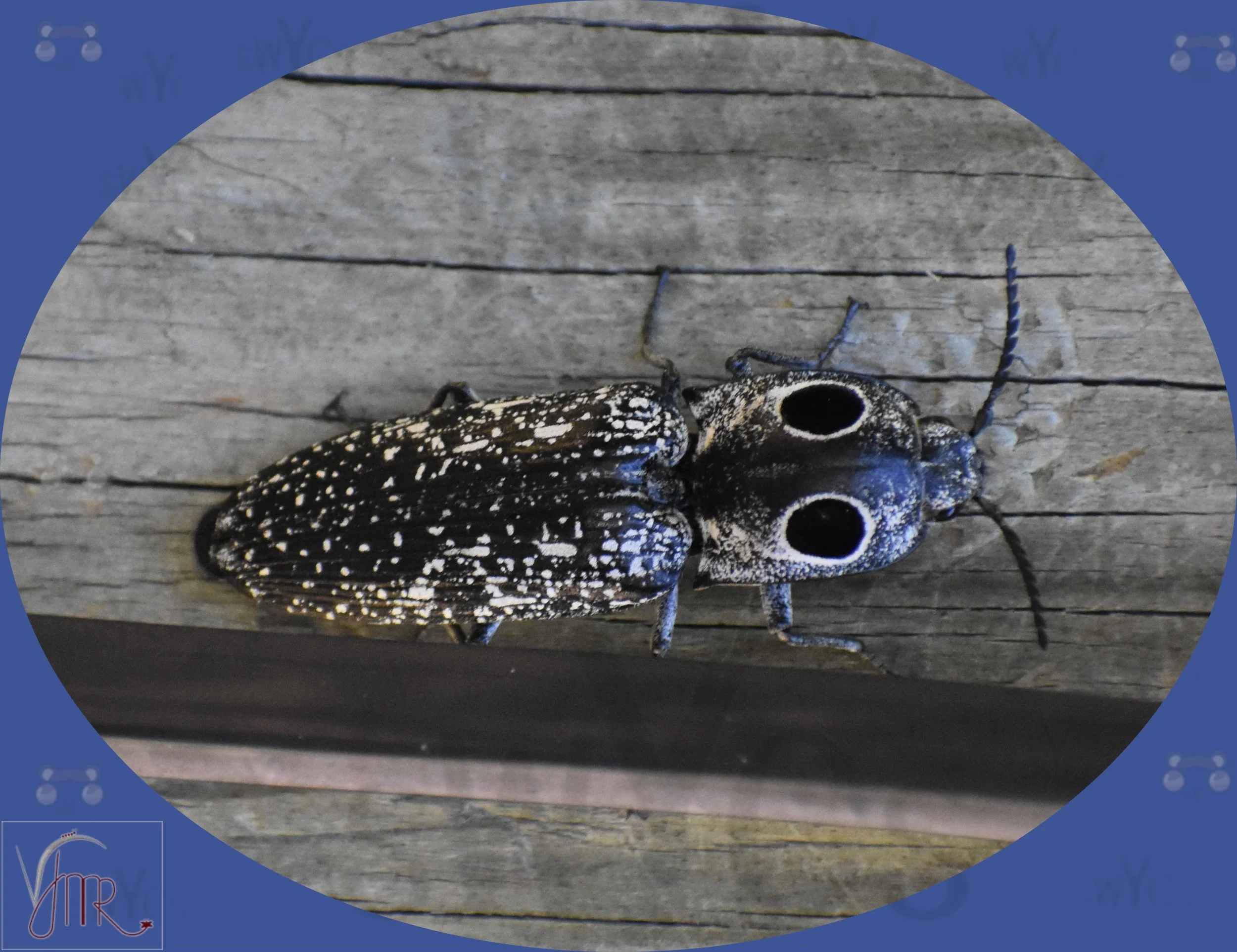 Click Bug 1