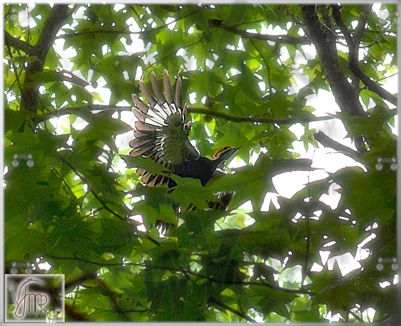 Woodpecker 1
