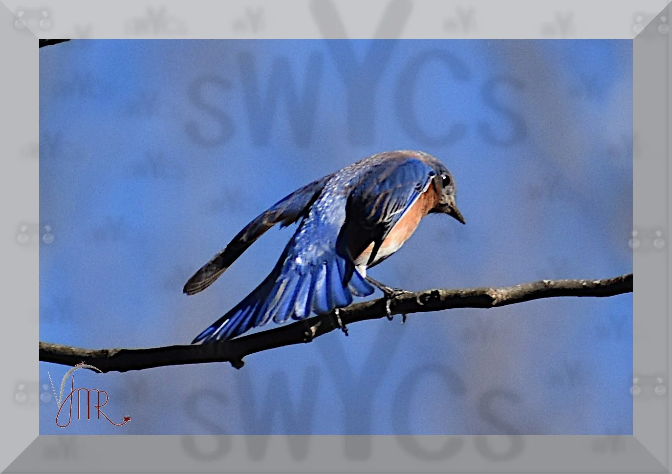 Eastern Bluebird 11