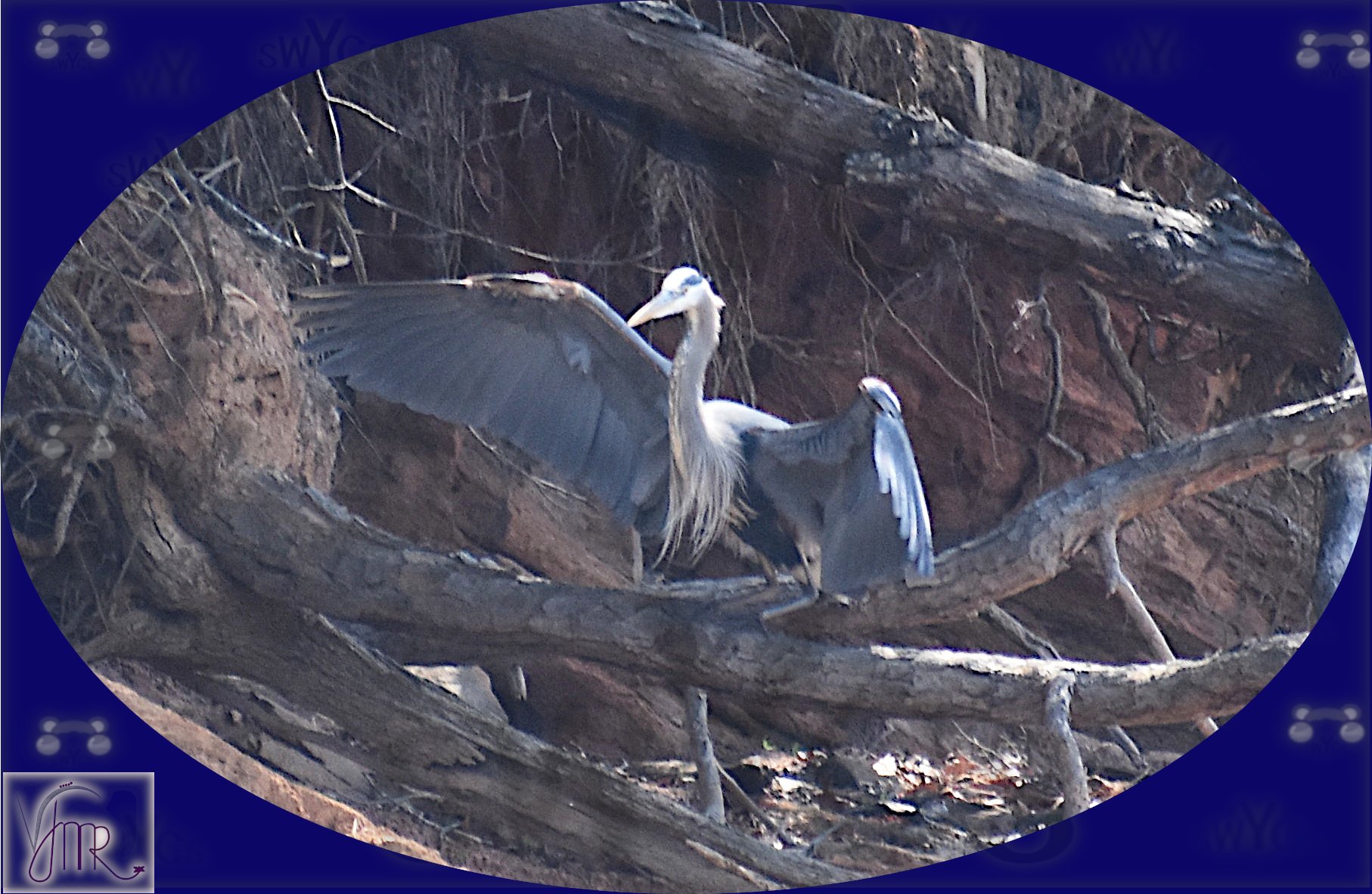 Blue Heron 16 with watermark.JPG