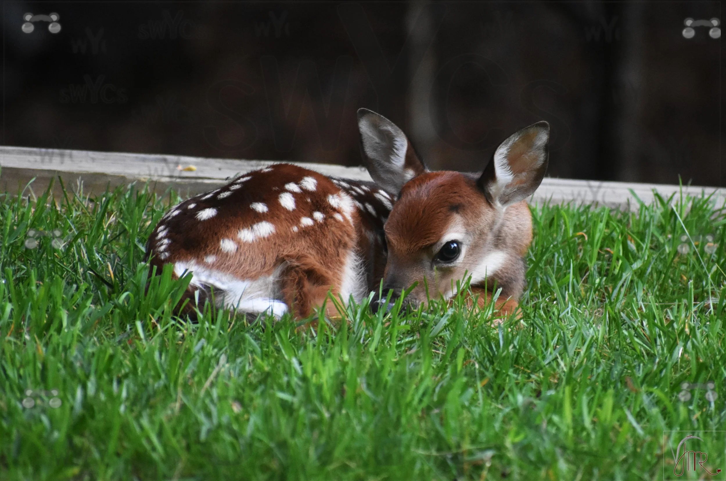 Whitetail Deer 50 with watermark.JPG
