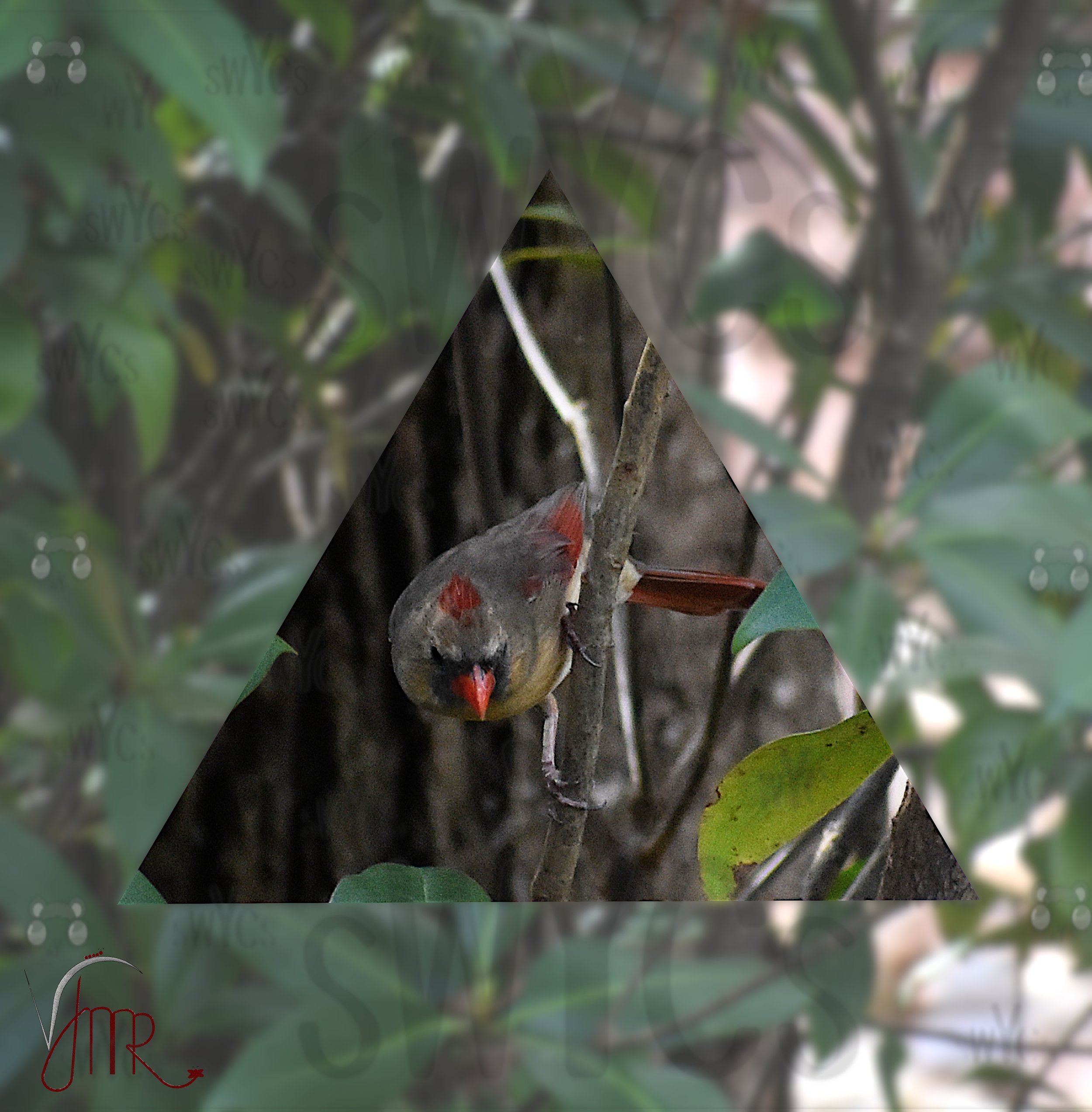 Cardinal on a mission with a watermark.jpg