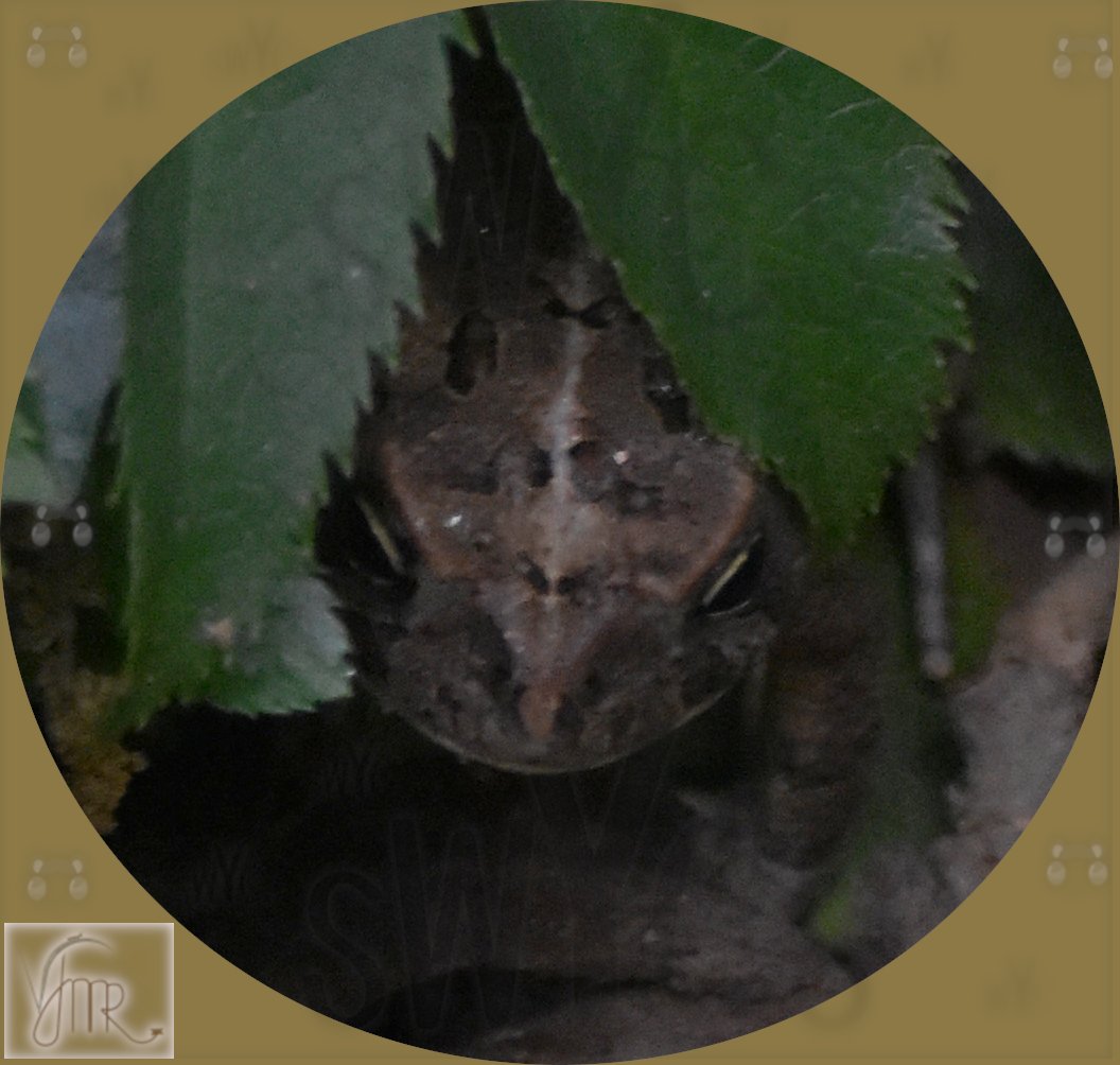 Frog 5