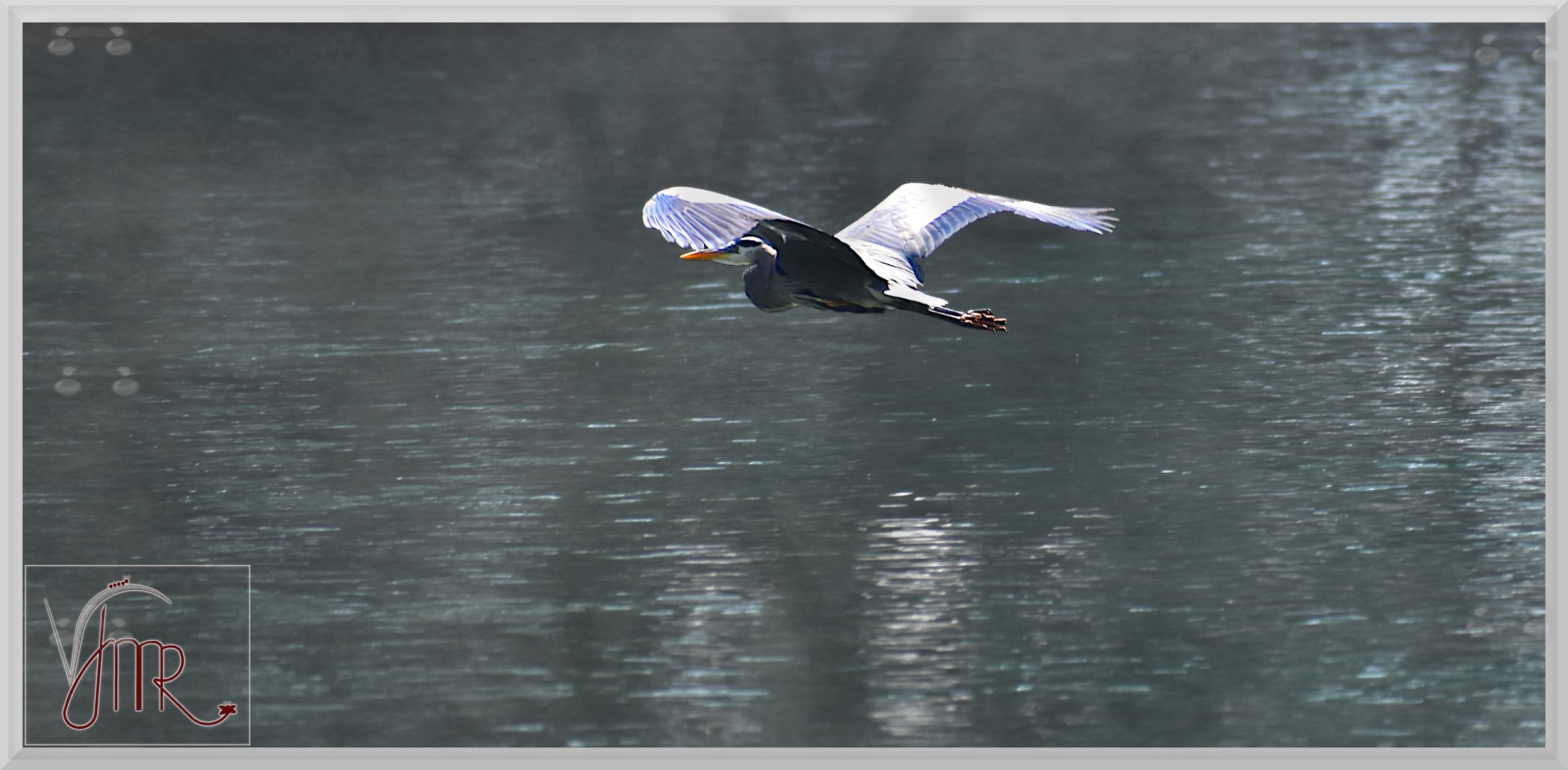 Blue Heron 11