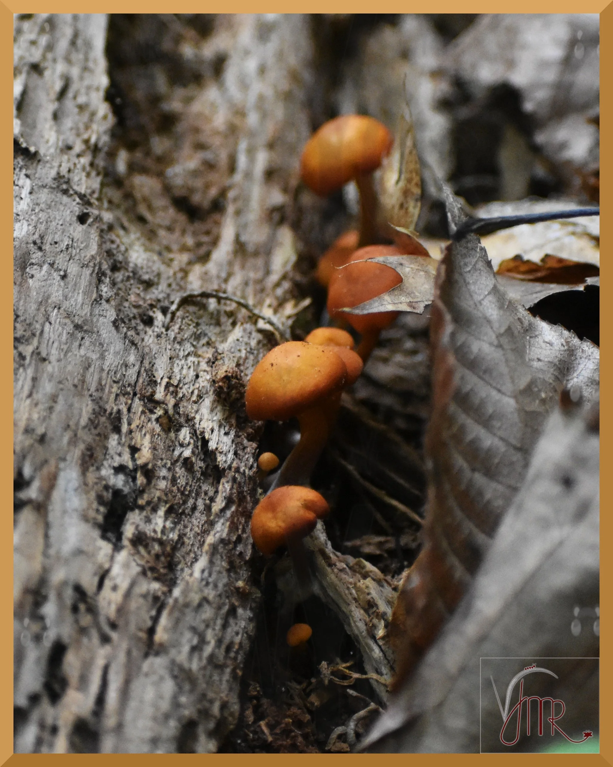 Mushroom 2 with watermark.JPG