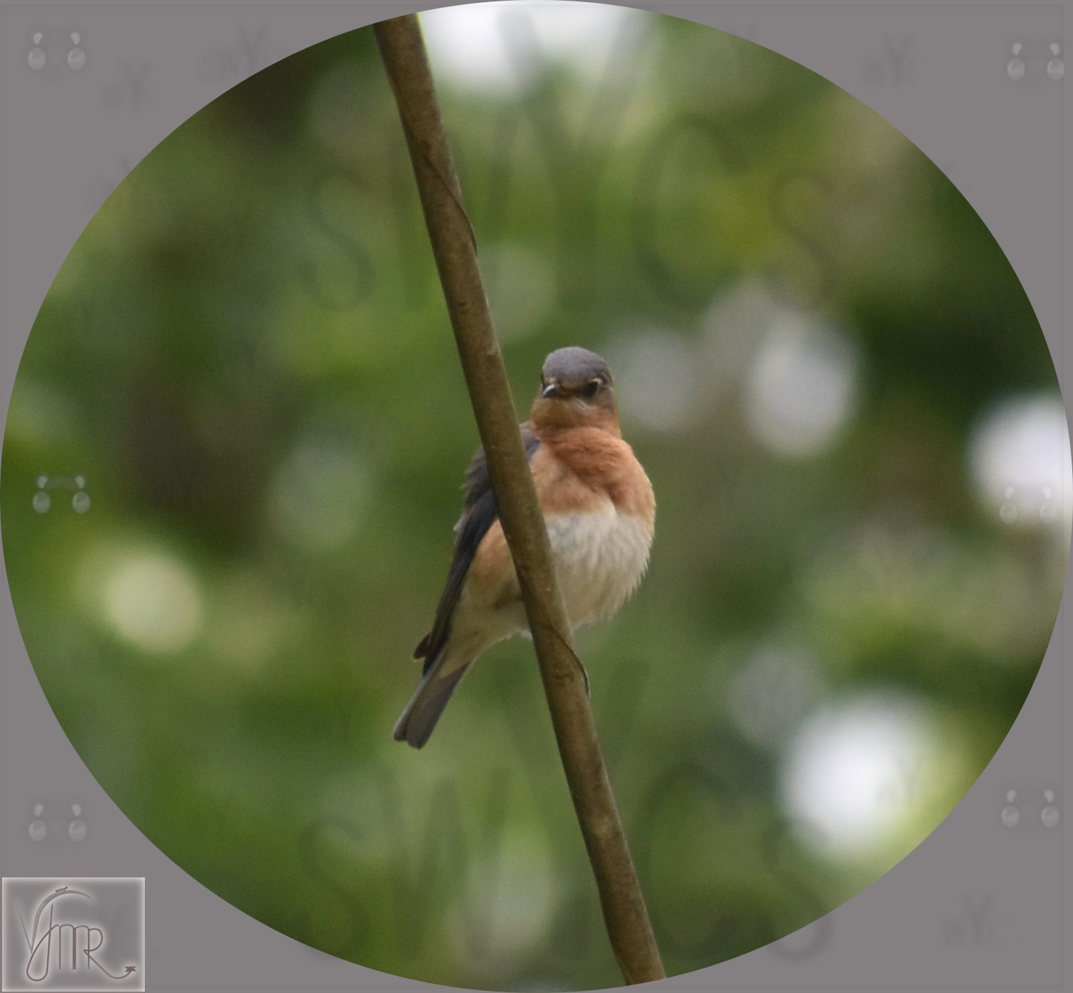 Eastern Bluebird 1 with watermark.JPG