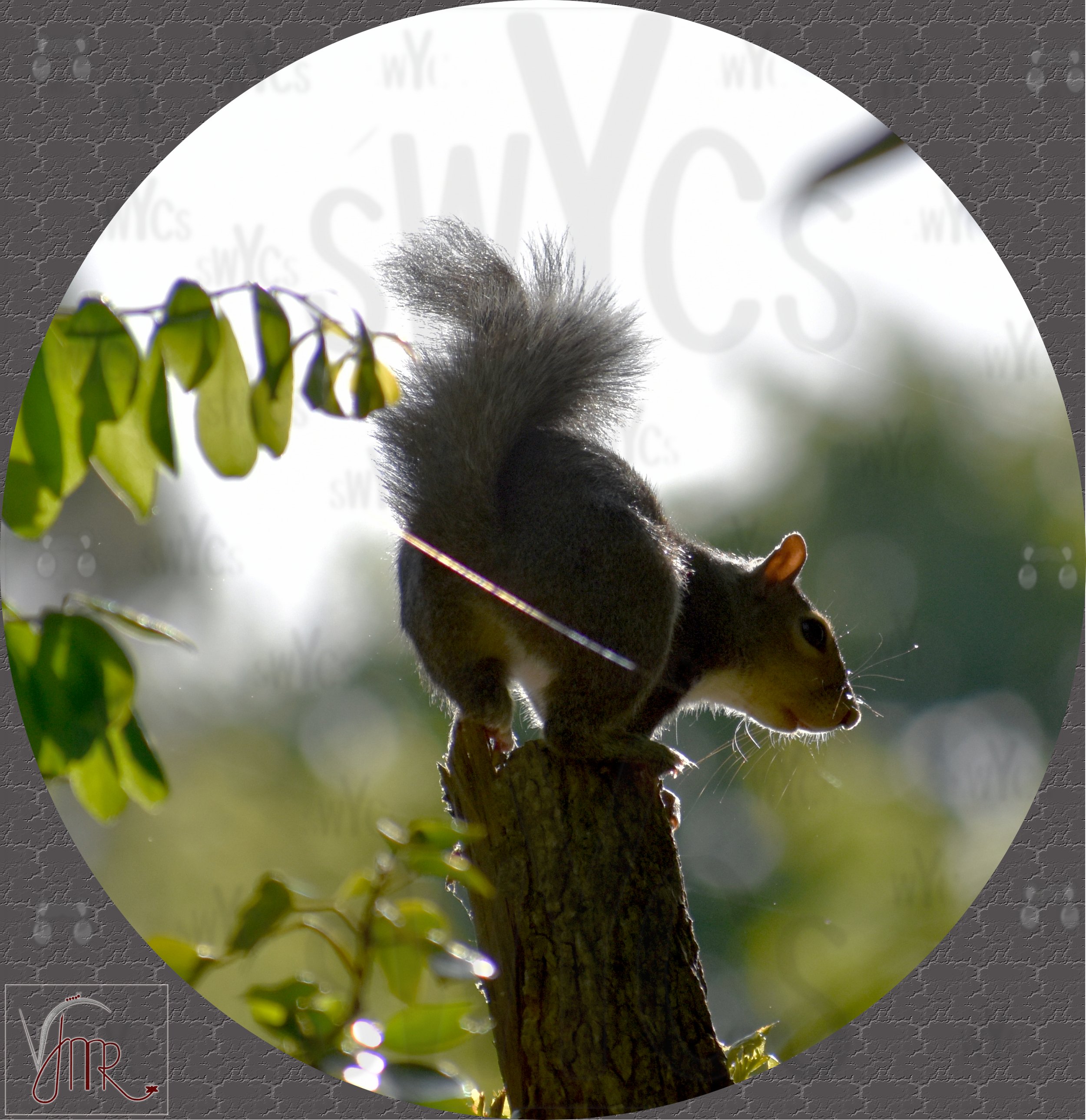 Squirrel 3 with watermark.JPG