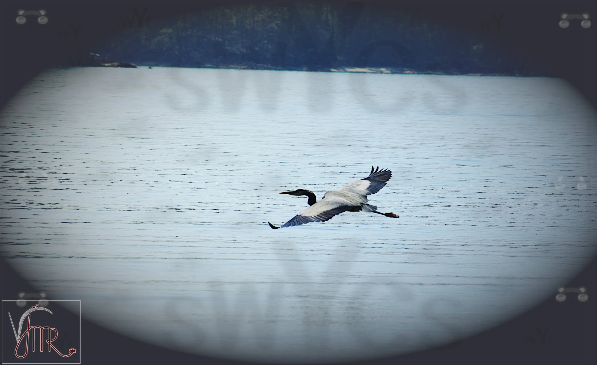 Blue Heron 10