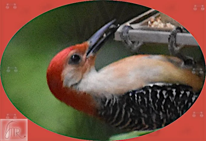 Red Bellied Woodpecker with watermark 2.JPG