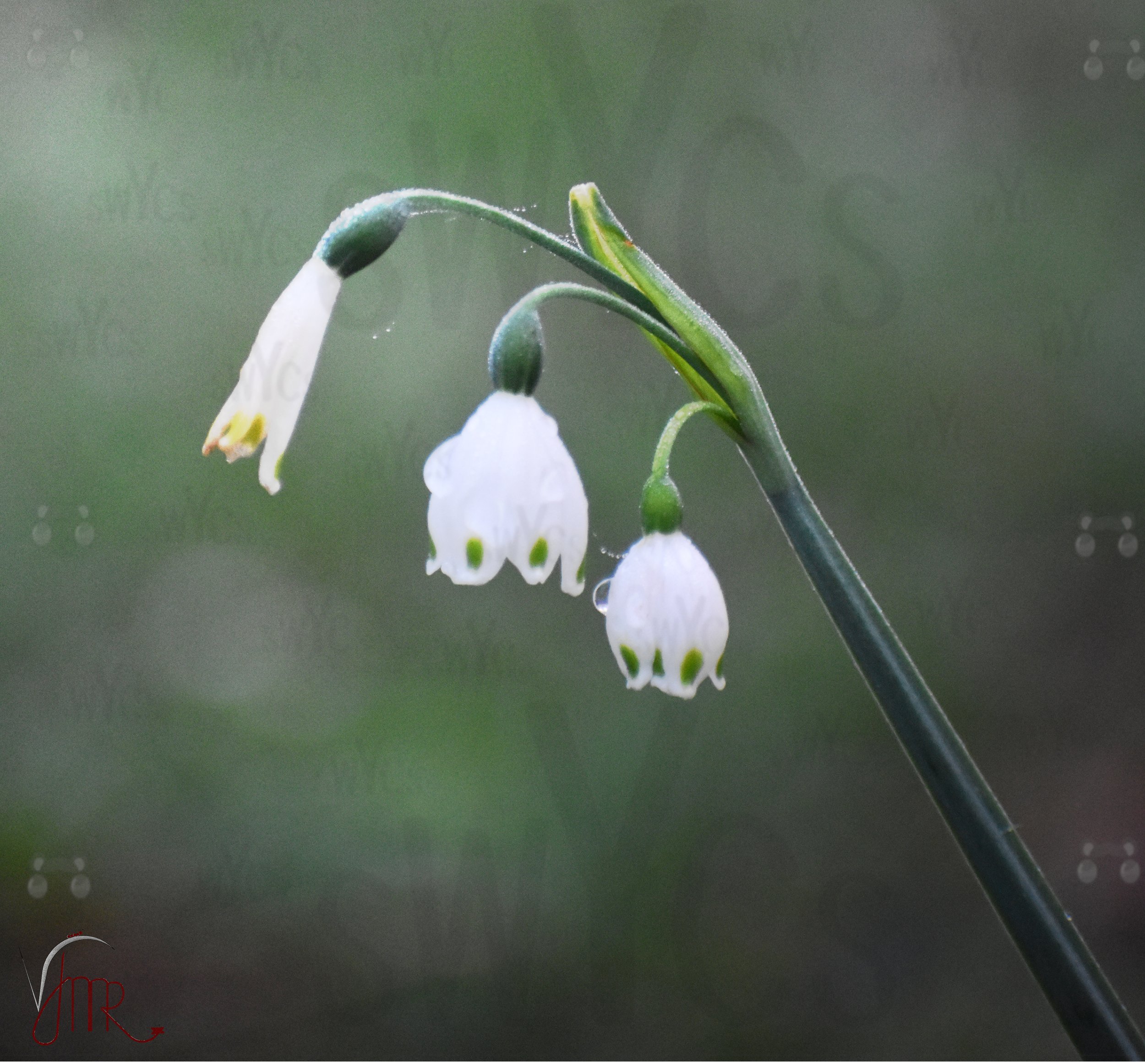 Summer Snowflake 1