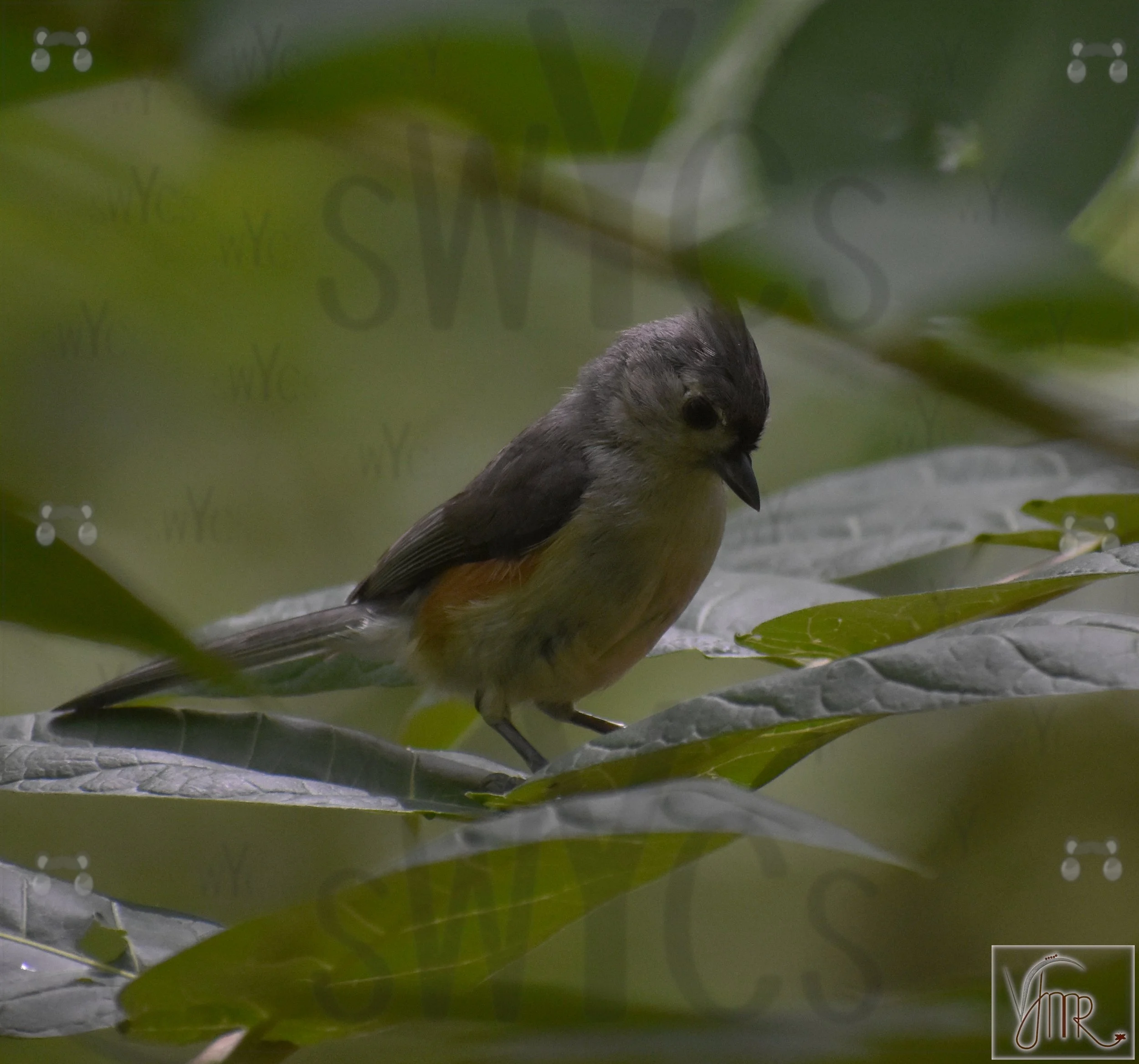 Tufted Titmouse 4