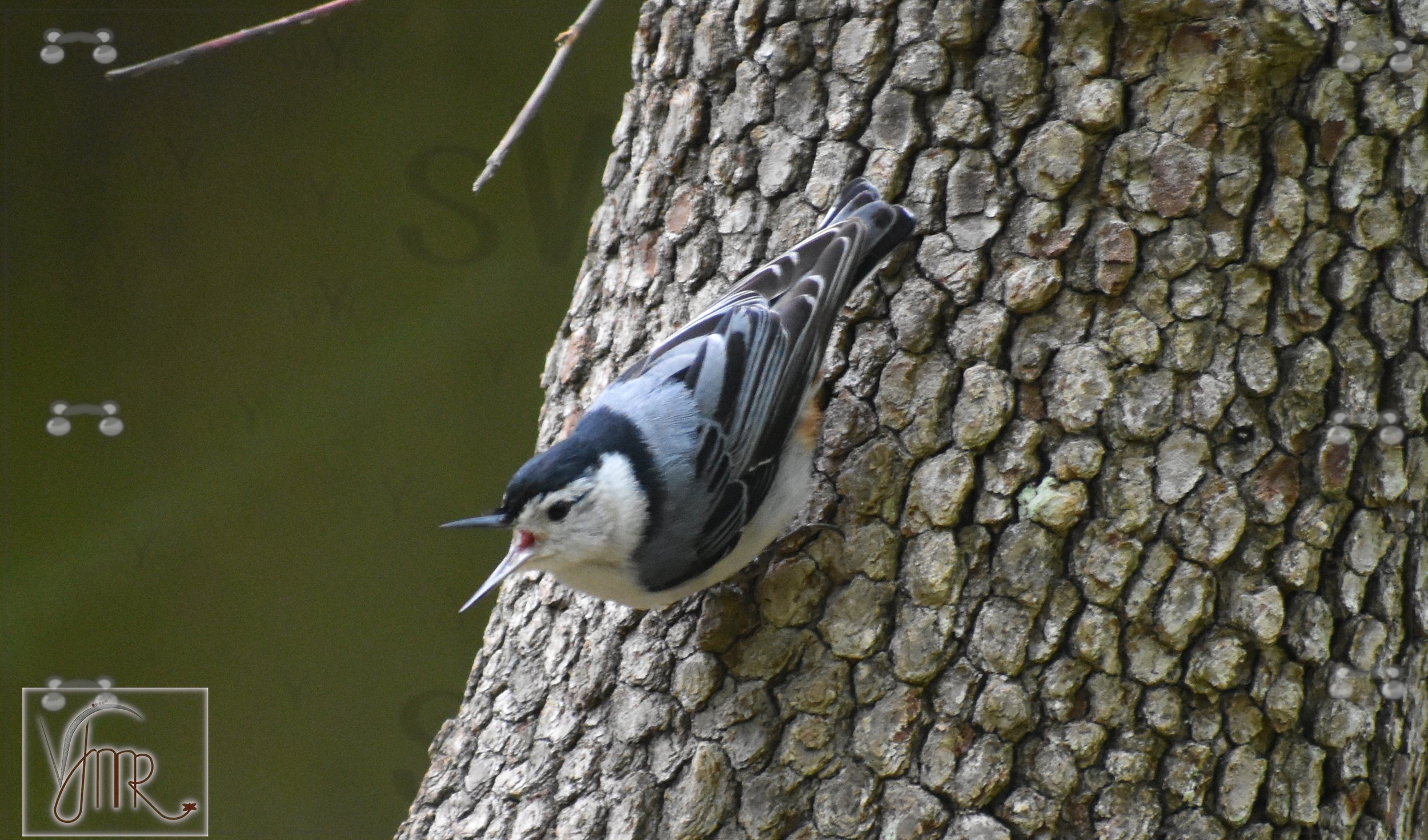 Nuthatch 5 with watermark.JPG
