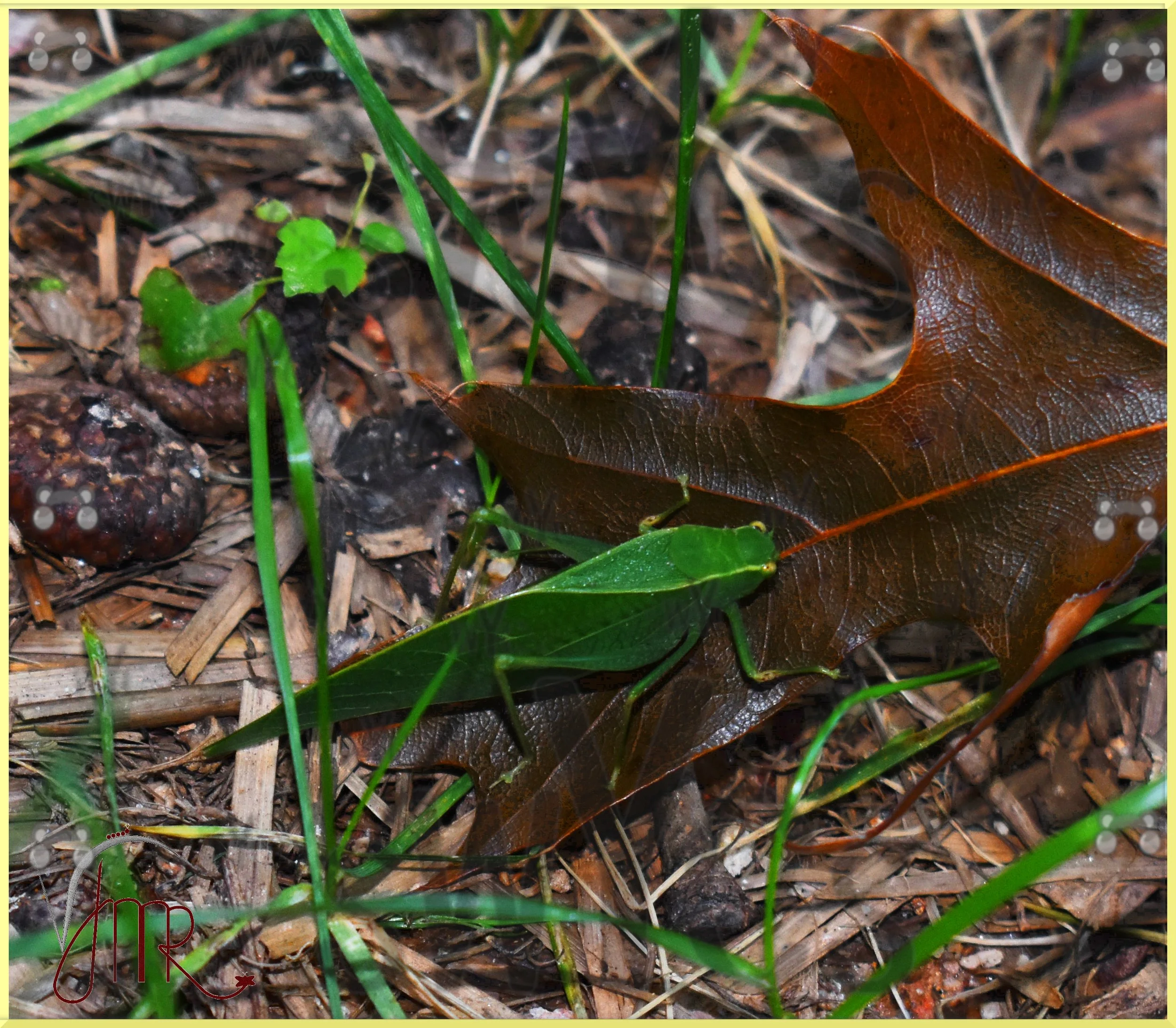 Katydid 1 with watermark.JPG