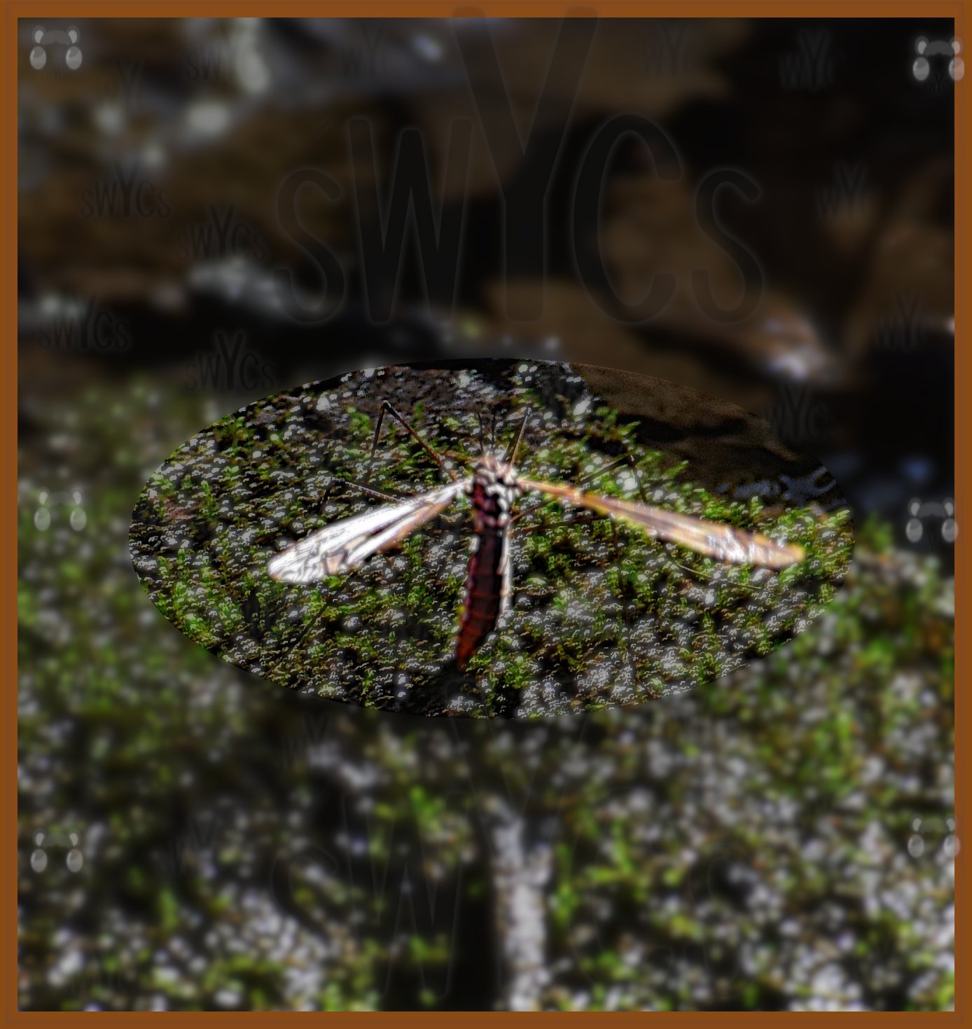 Crane Fly 30