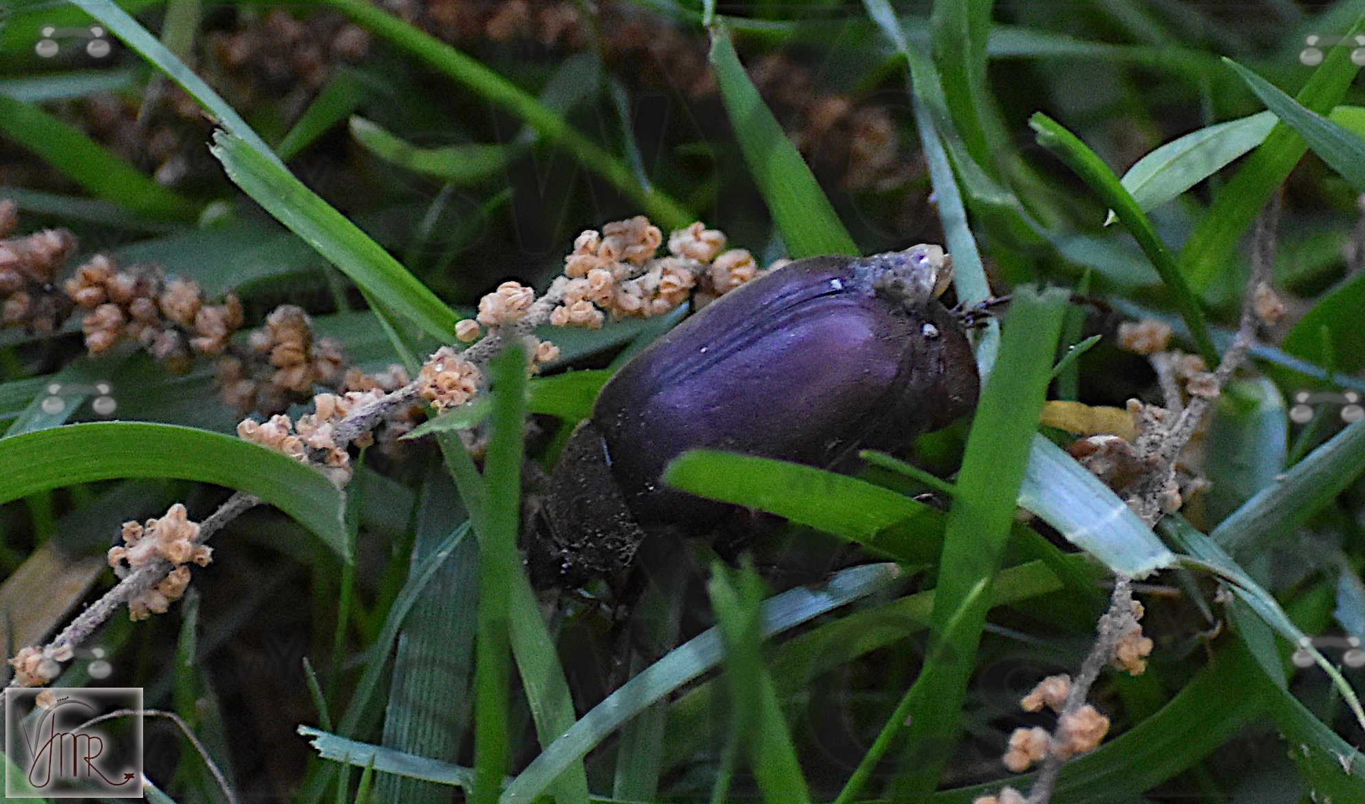 Scarab Beetle 1