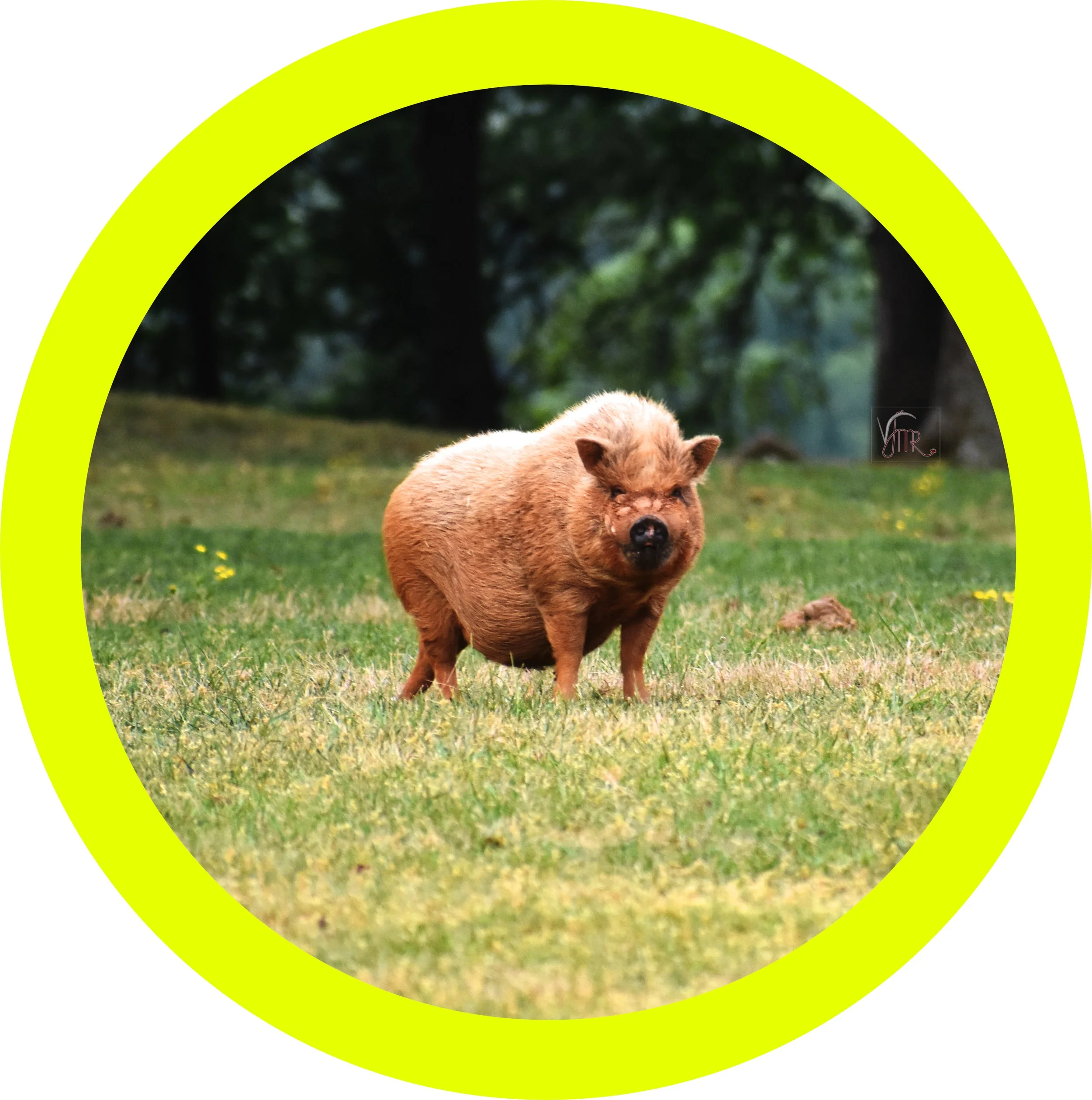 Piggy 1.jpg