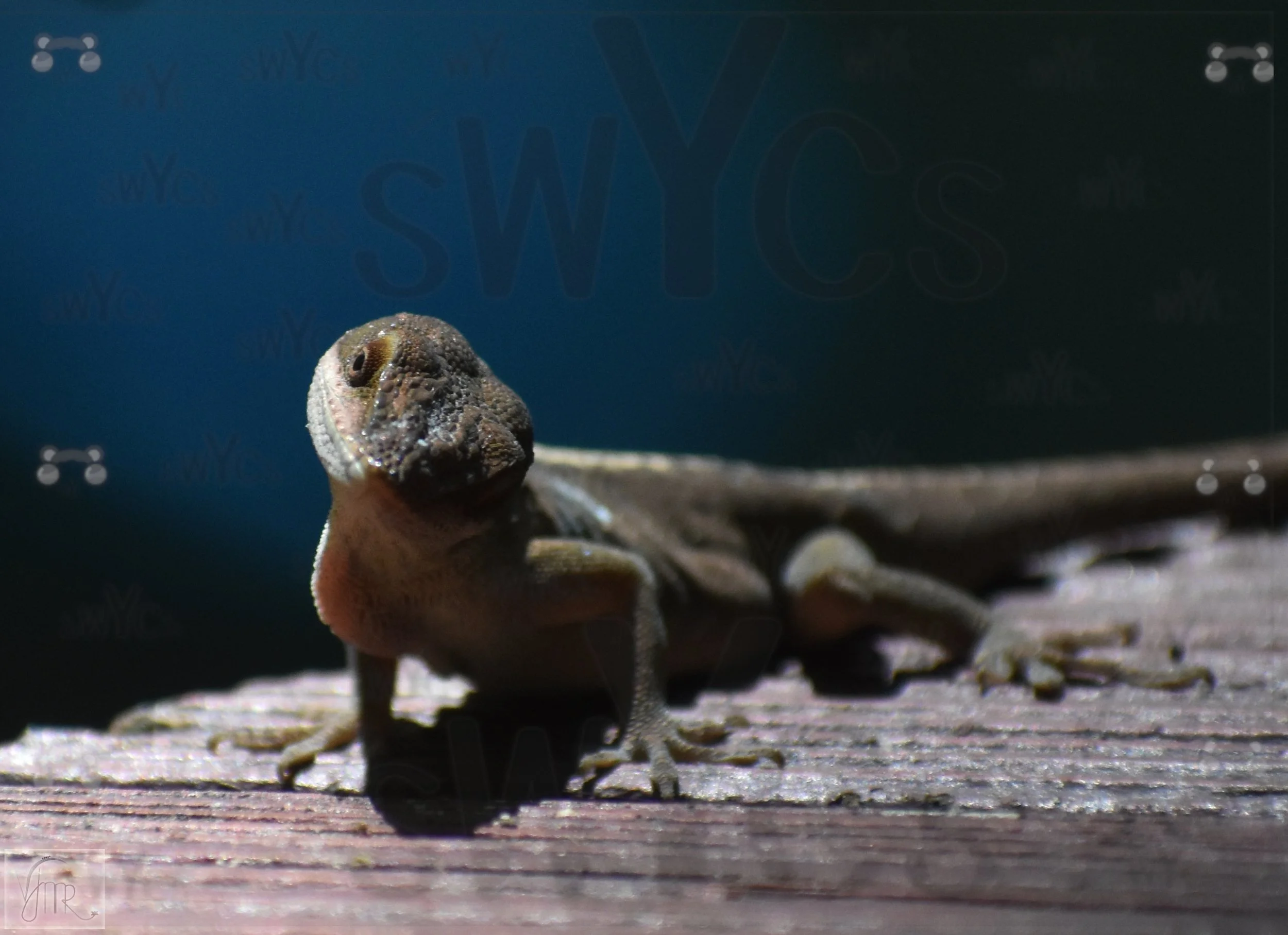 Lizard 4 with watermark.JPG
