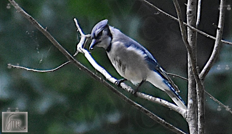 Blue jay 4 with watermark.JPG