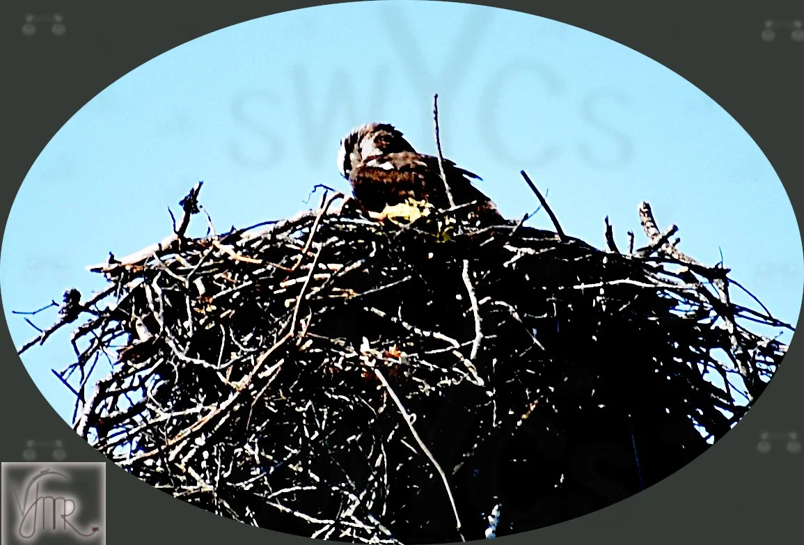 Osprey 1 with watermark.JPG