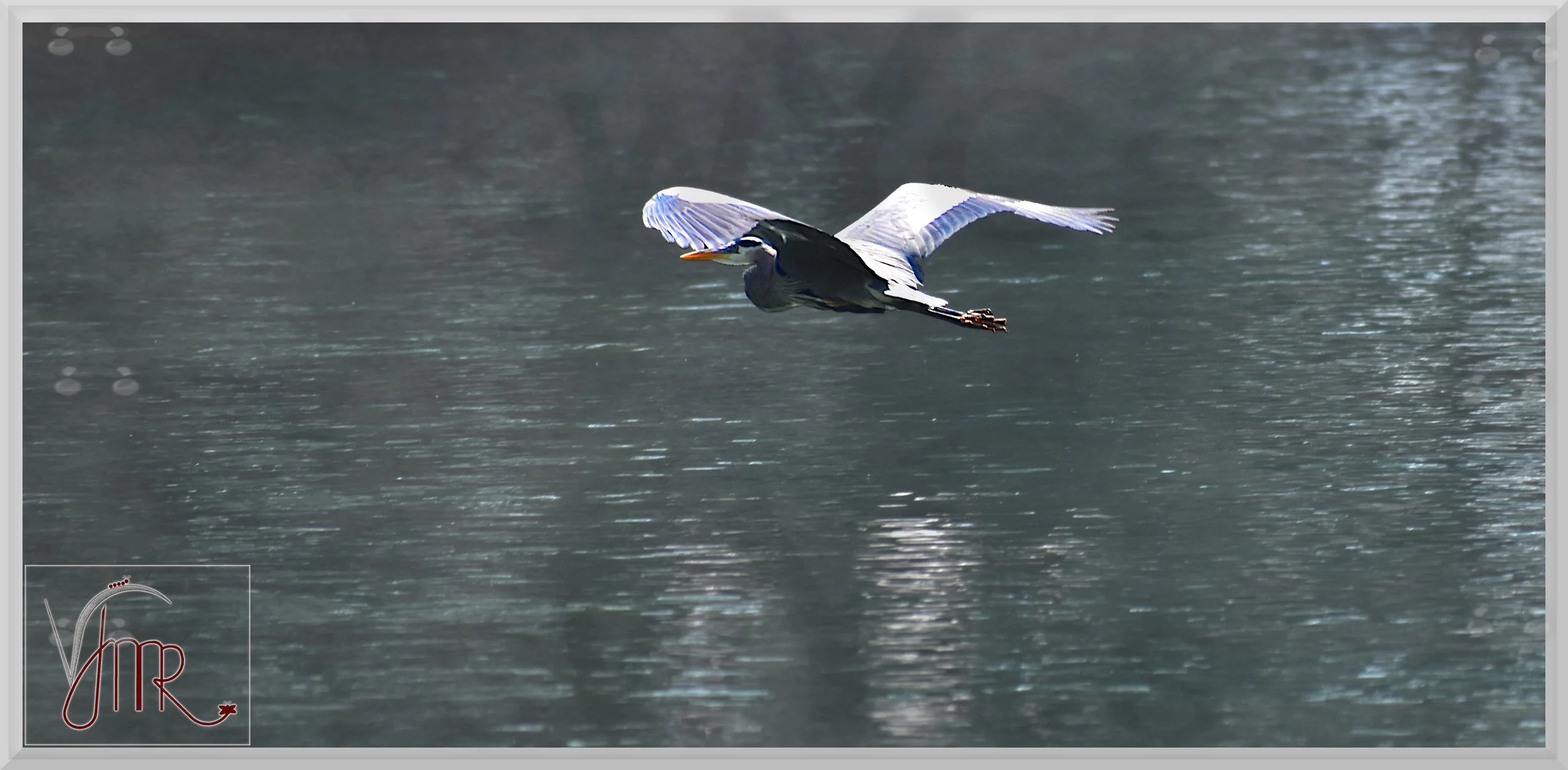 Blue Heron 11 with watermarks.jpg