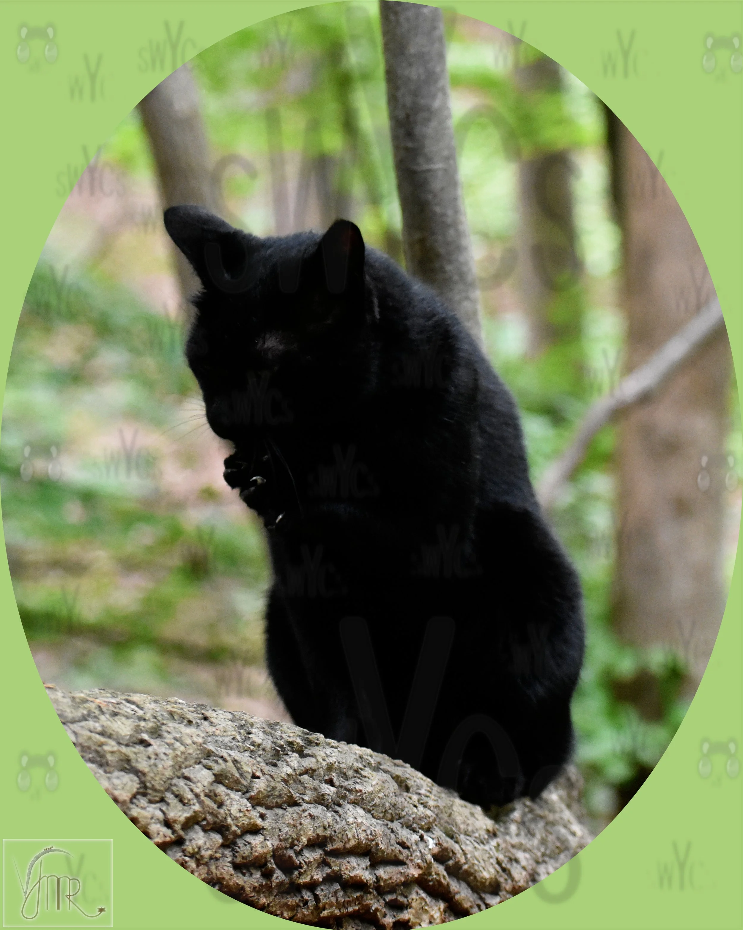 Mikey 8 with watermark.JPG