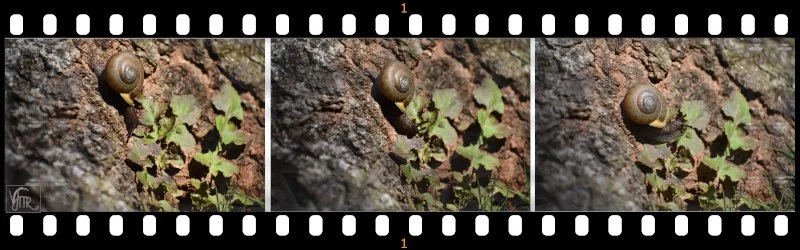 Snail 1