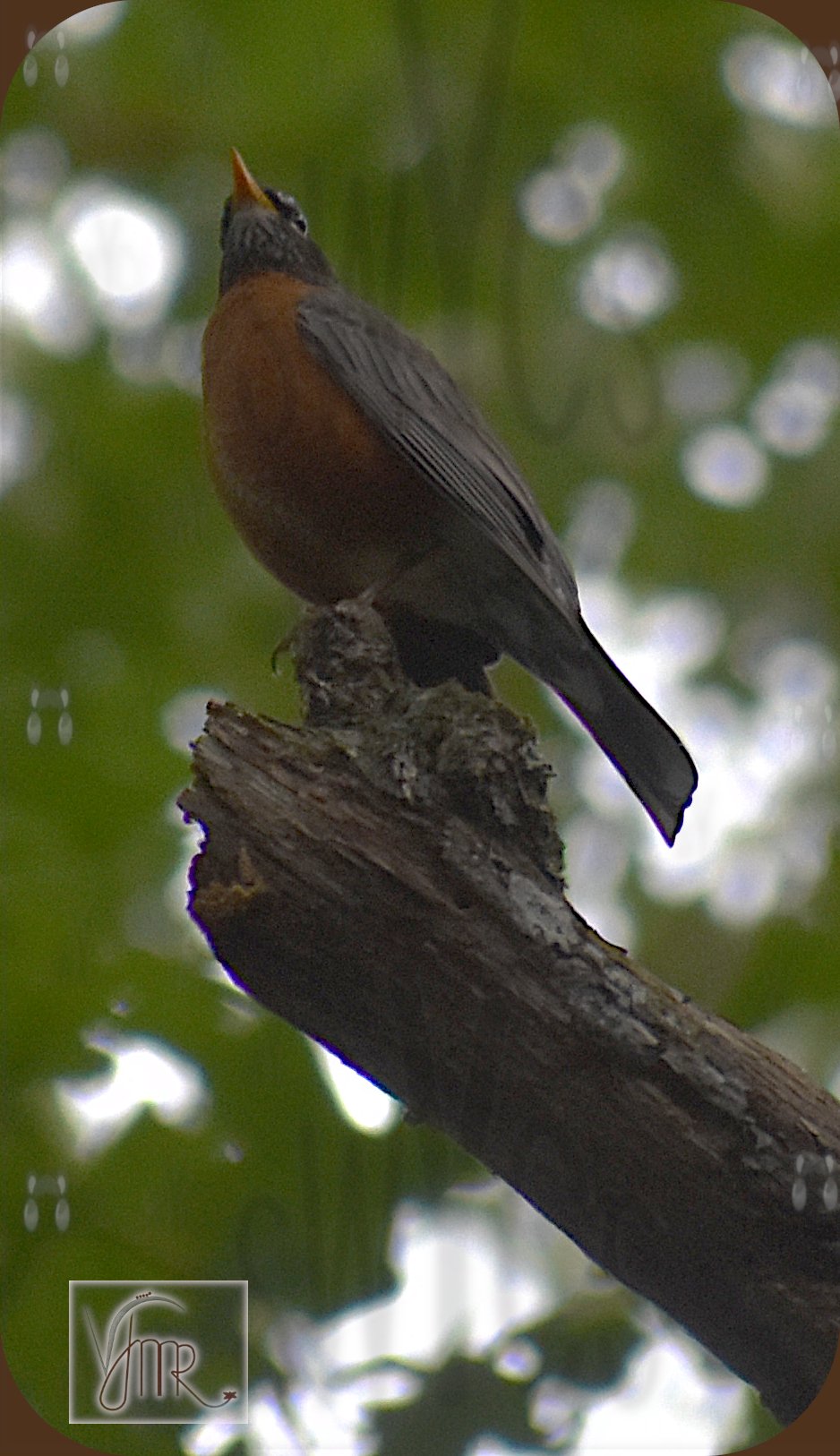 Robin 2 with watermark.JPG